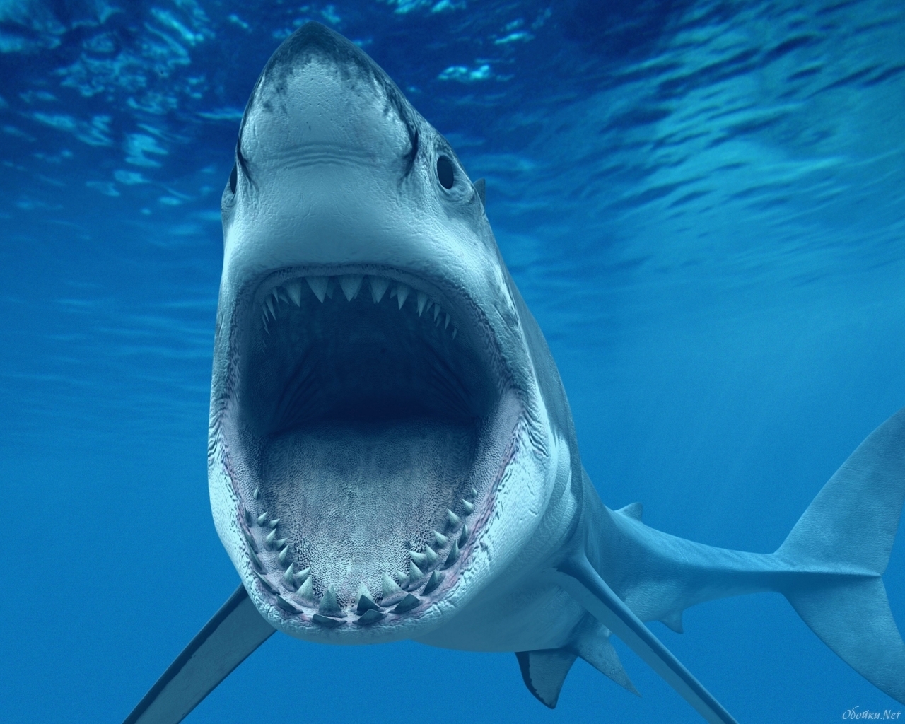 21053 descargar fondo de pantalla tiburones, animales, mar, peces, azul: protectores de pantalla e imágenes gratis