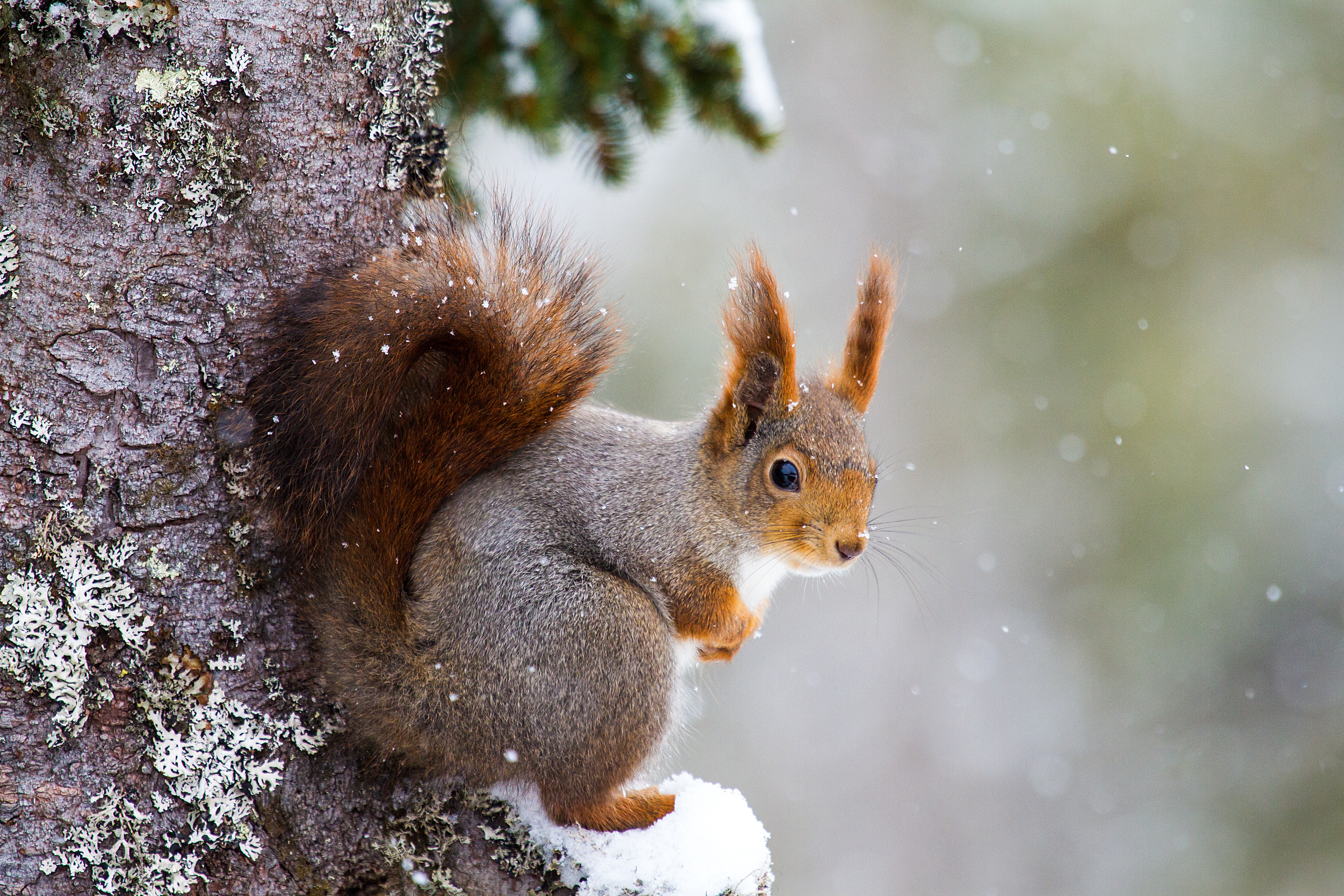 Download mobile wallpaper Winter, Squirrel, Snow, Animal, Rodent, Snowfall for free.