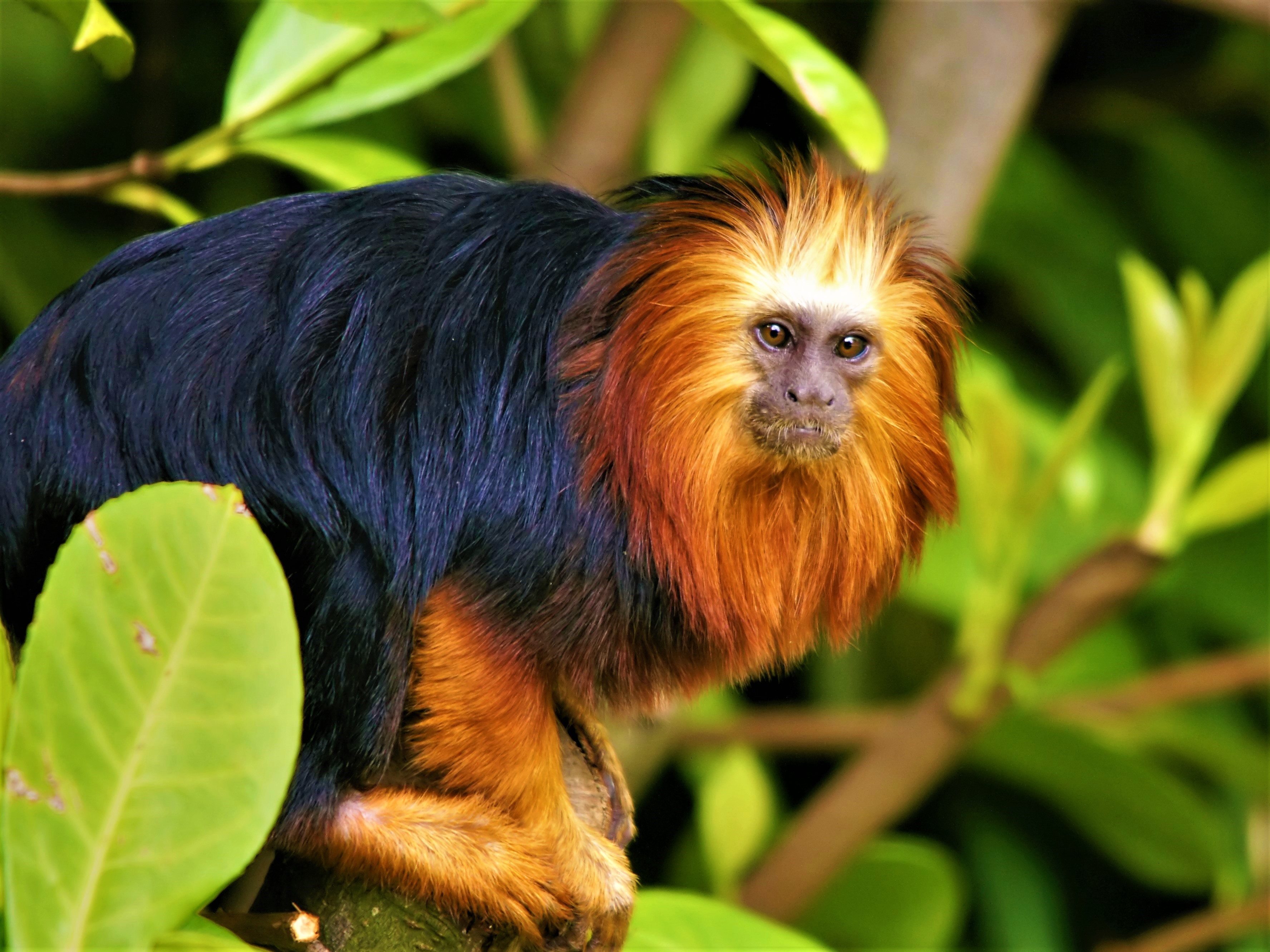 416563 baixar imagens animais, mico, mico leão de cara dourada, macaco, macacos - papéis de parede e protetores de tela gratuitamente