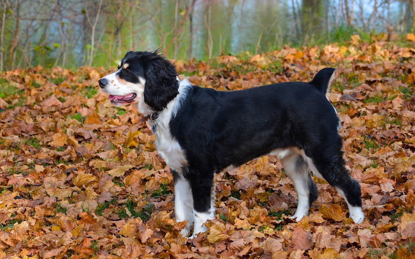 Скачать обои бесплатно Животные, Собака, Листья, Осень картинка на рабочий стол ПК