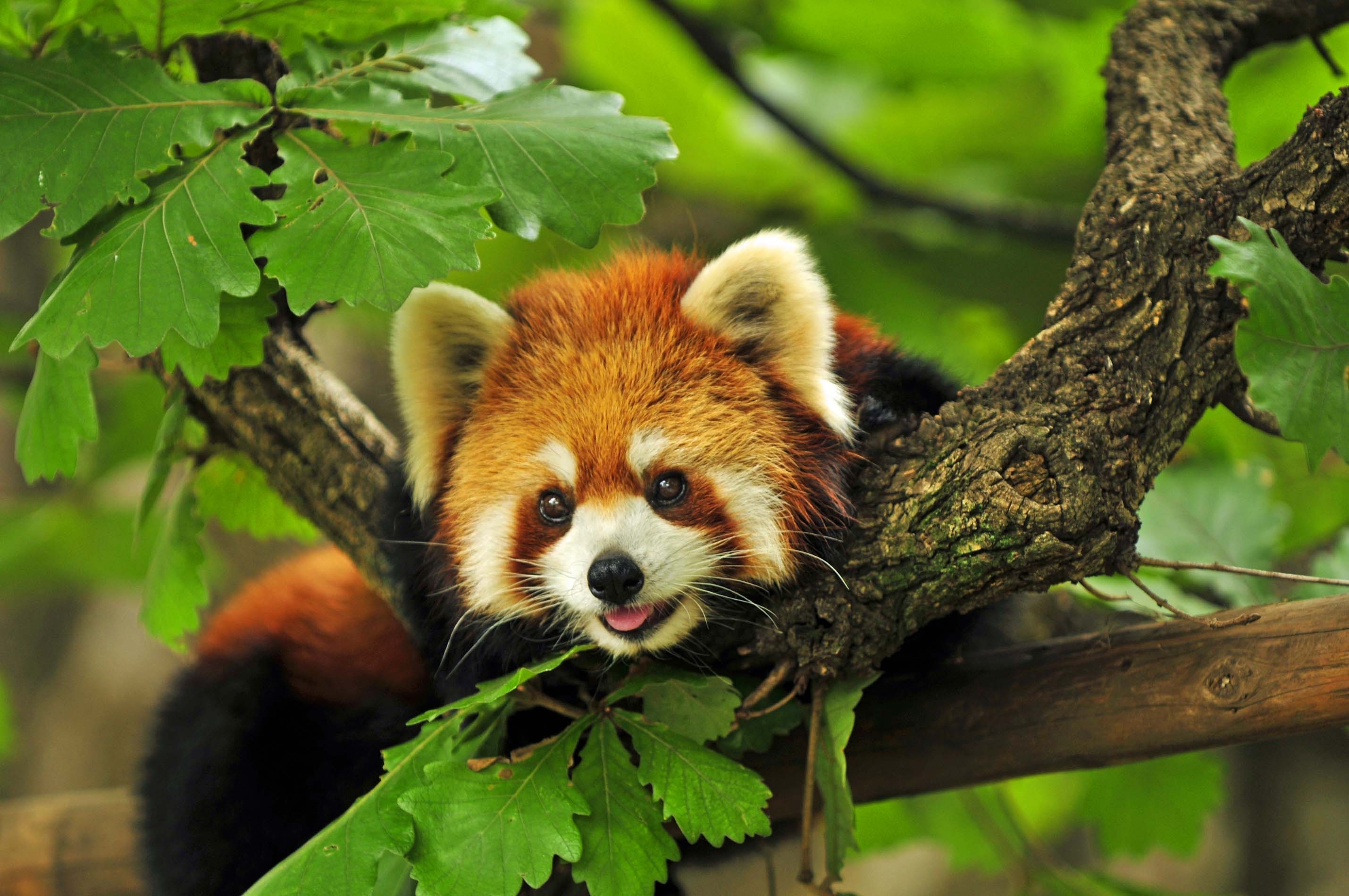 red panda, leaves, animals, grass, branches