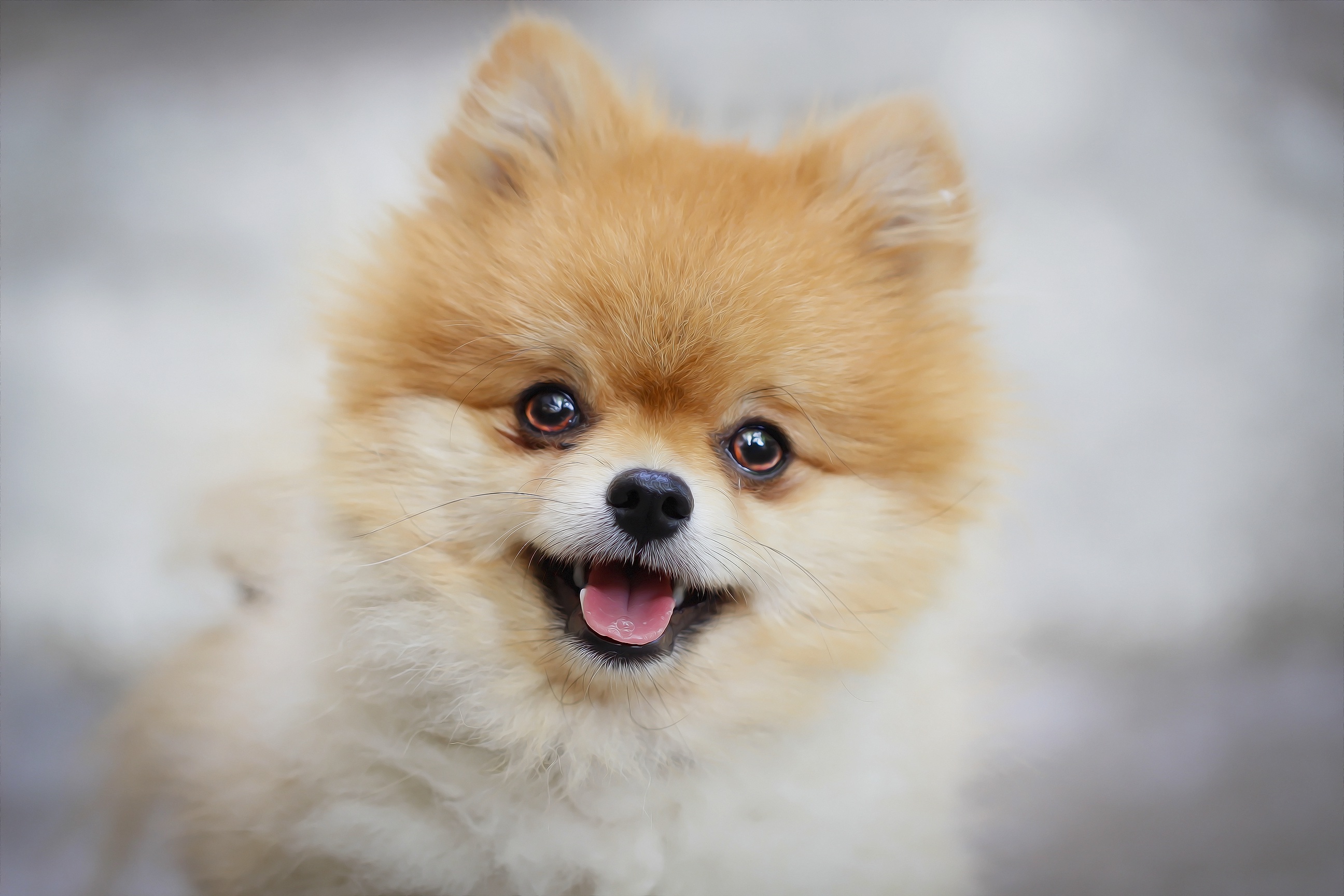 PCデスクトップに動物, 犬, ポメラニアン画像を無料でダウンロード