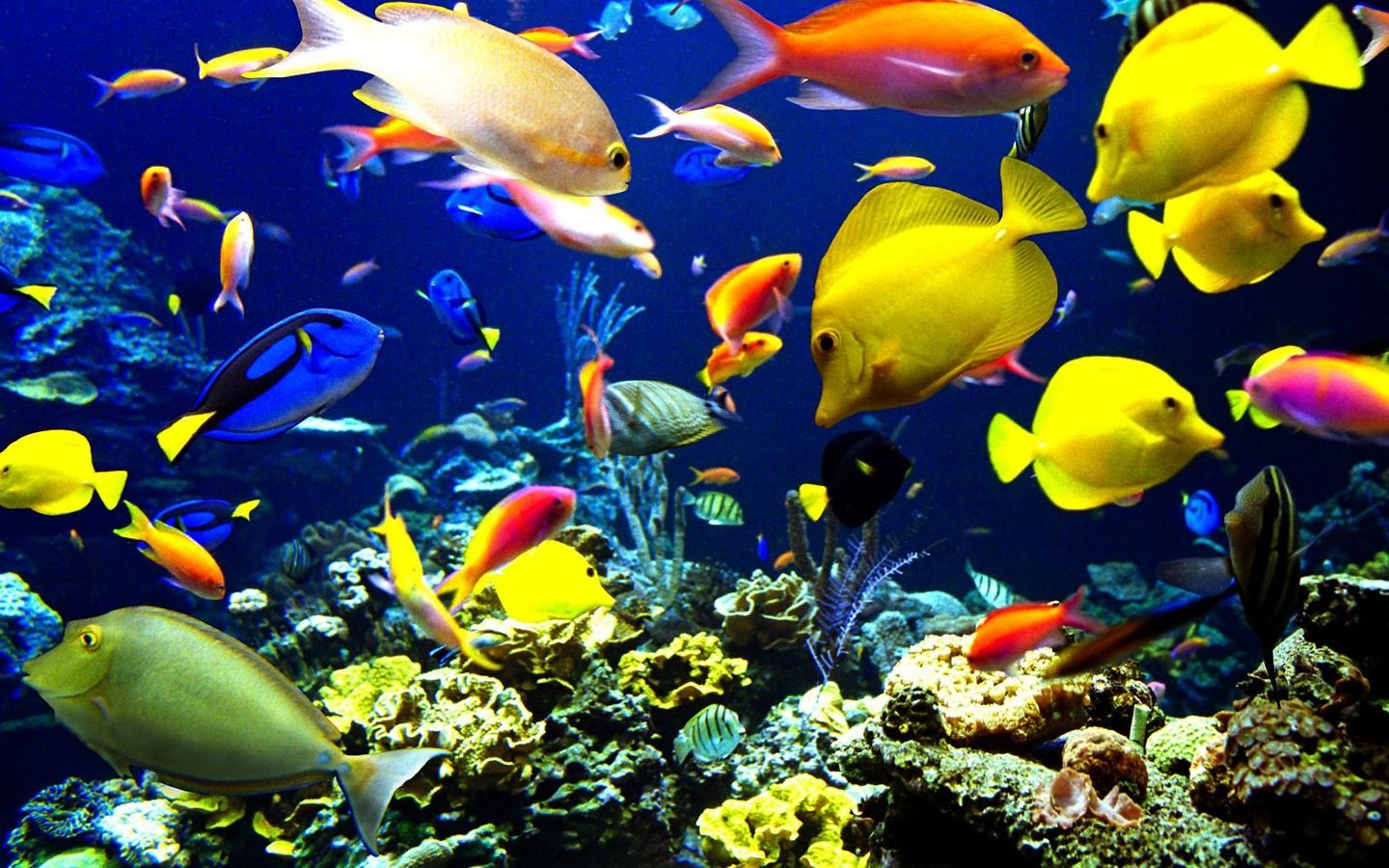 312829 télécharger le fond d'écran des poissons, poisson, animaux - économiseurs d'écran et images gratuitement