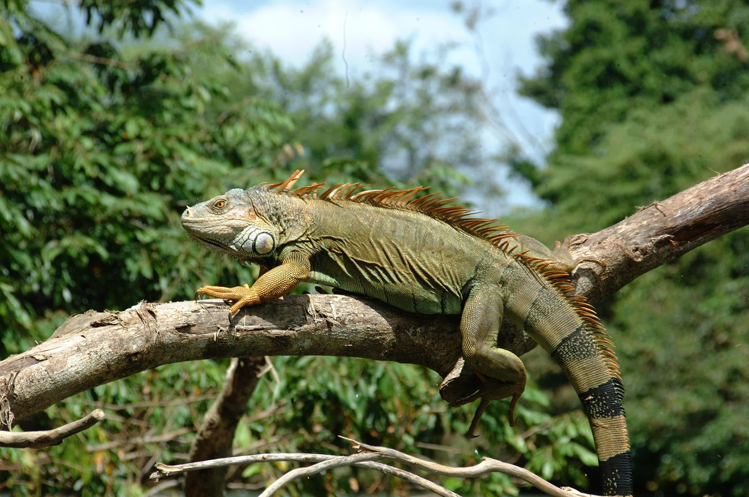 Téléchargez des papiers peints mobile Iguane, Reptiles, Animaux gratuitement.