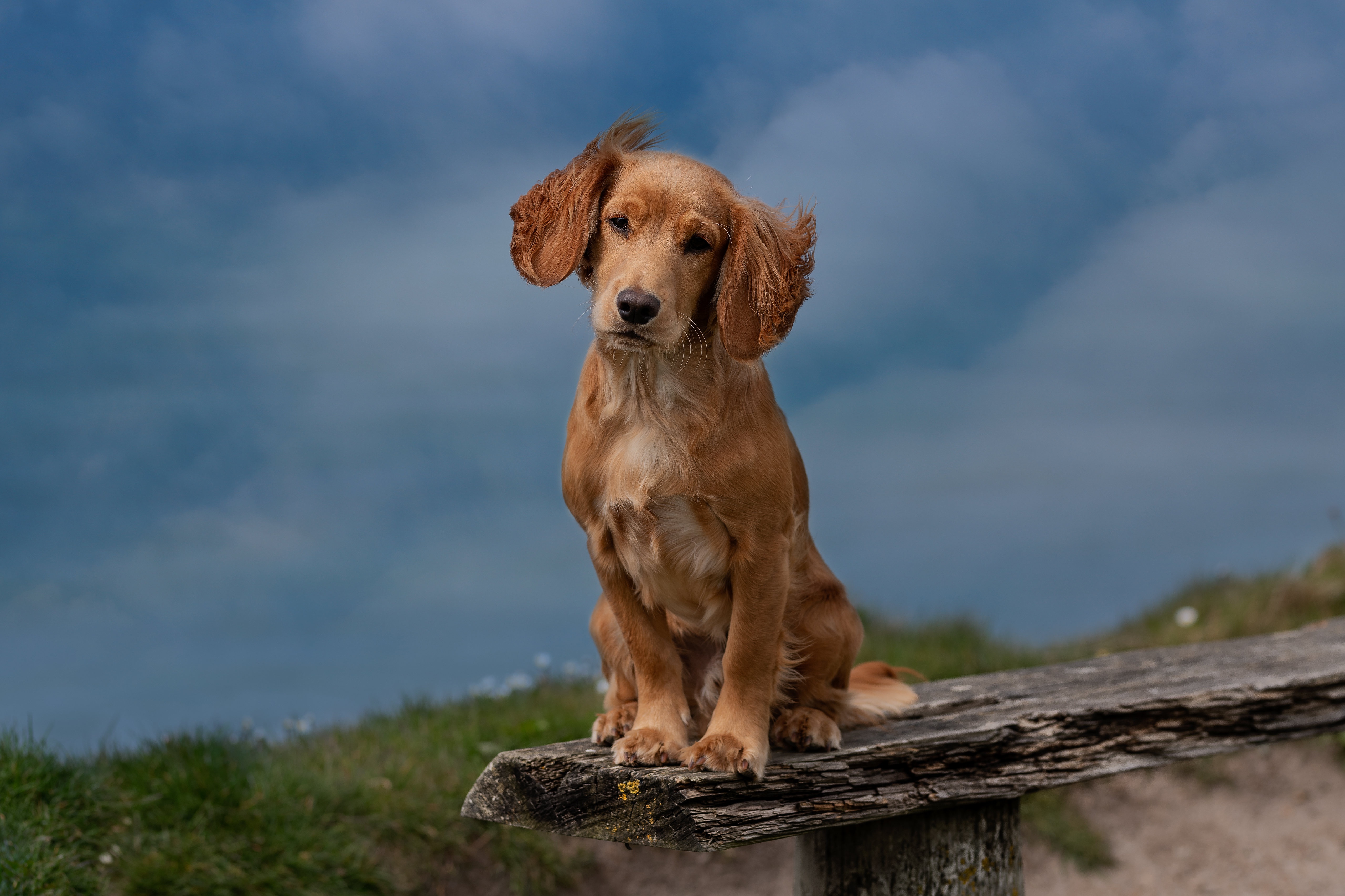 Download mobile wallpaper Dogs, Spaniel, Dog, Animal, Puppy, Baby Animal for free.