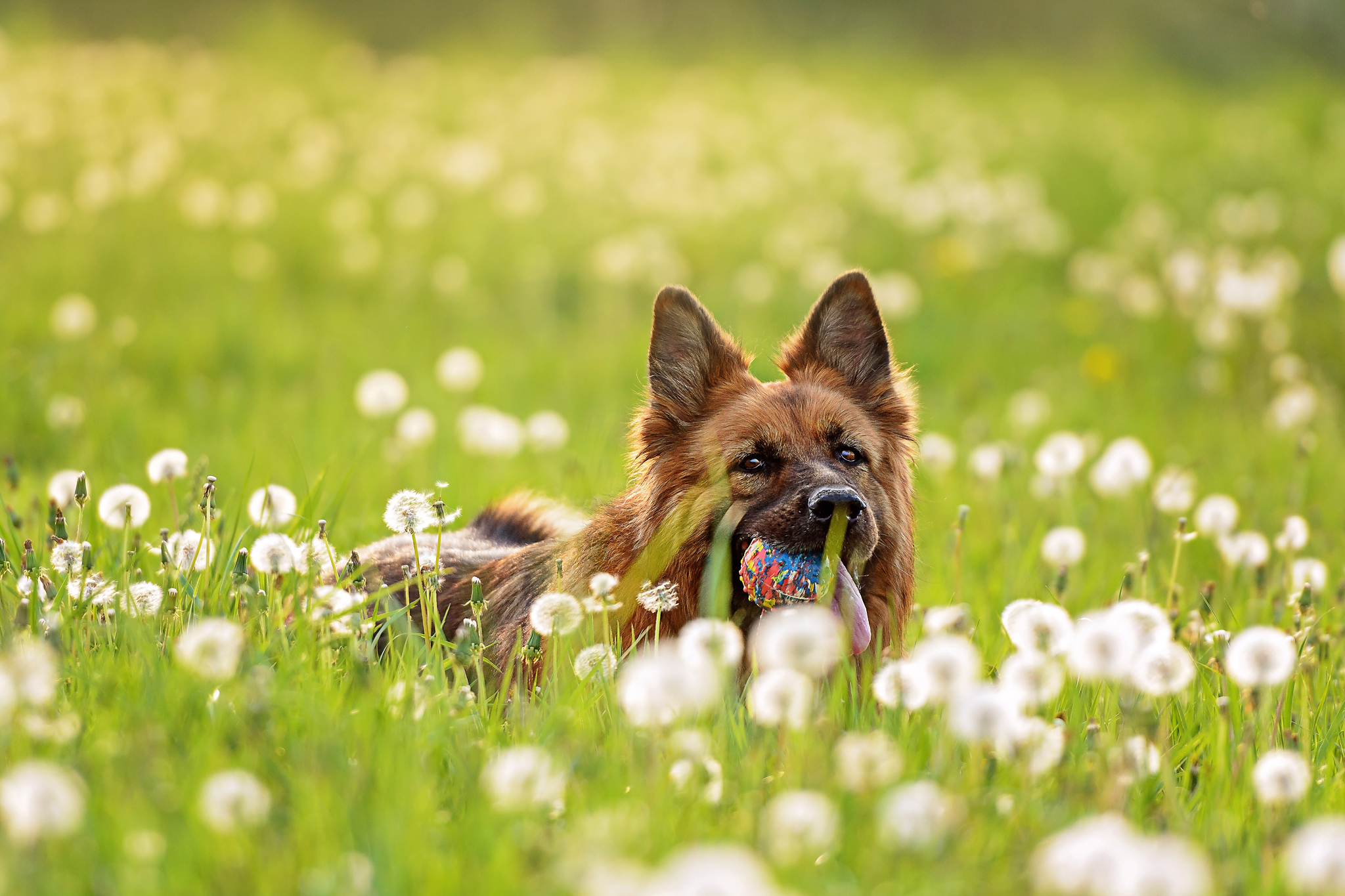 Free download wallpaper Dogs, Animal, German Shepherd on your PC desktop