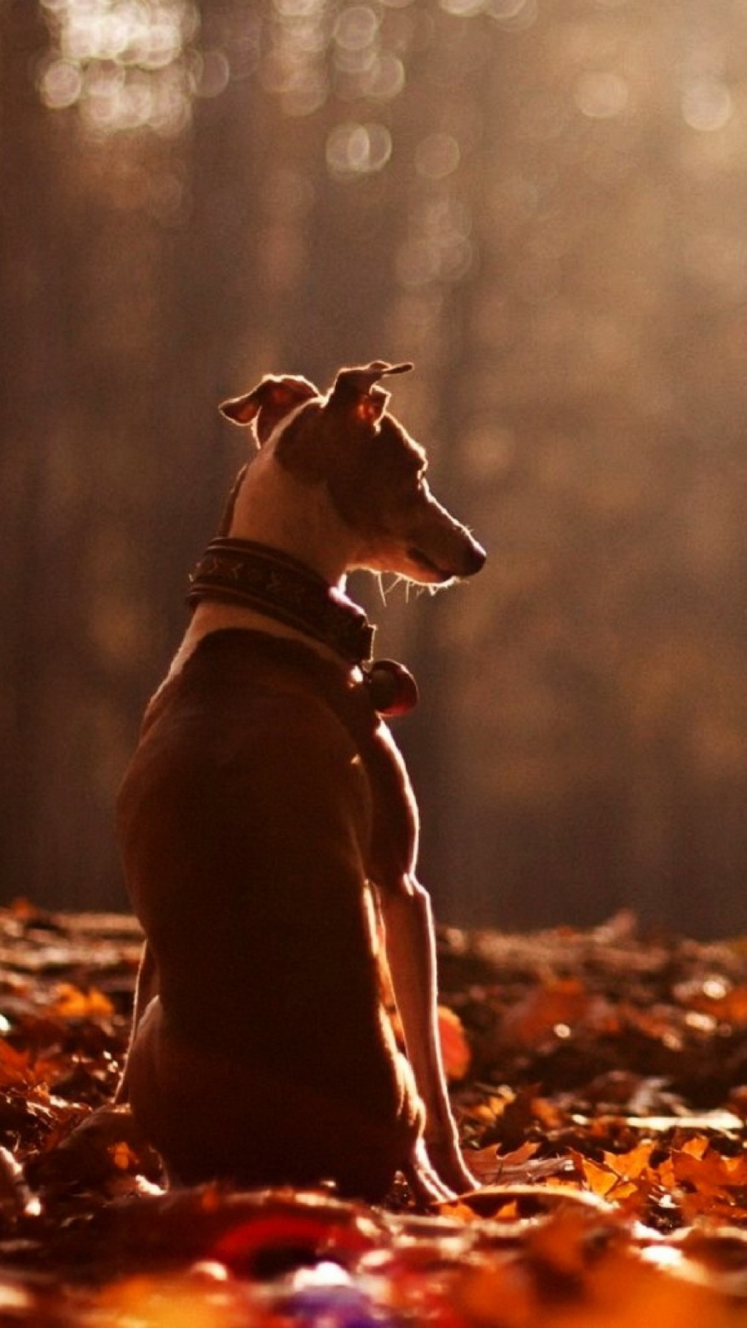 Download mobile wallpaper Dogs, Animal, Greyhound for free.