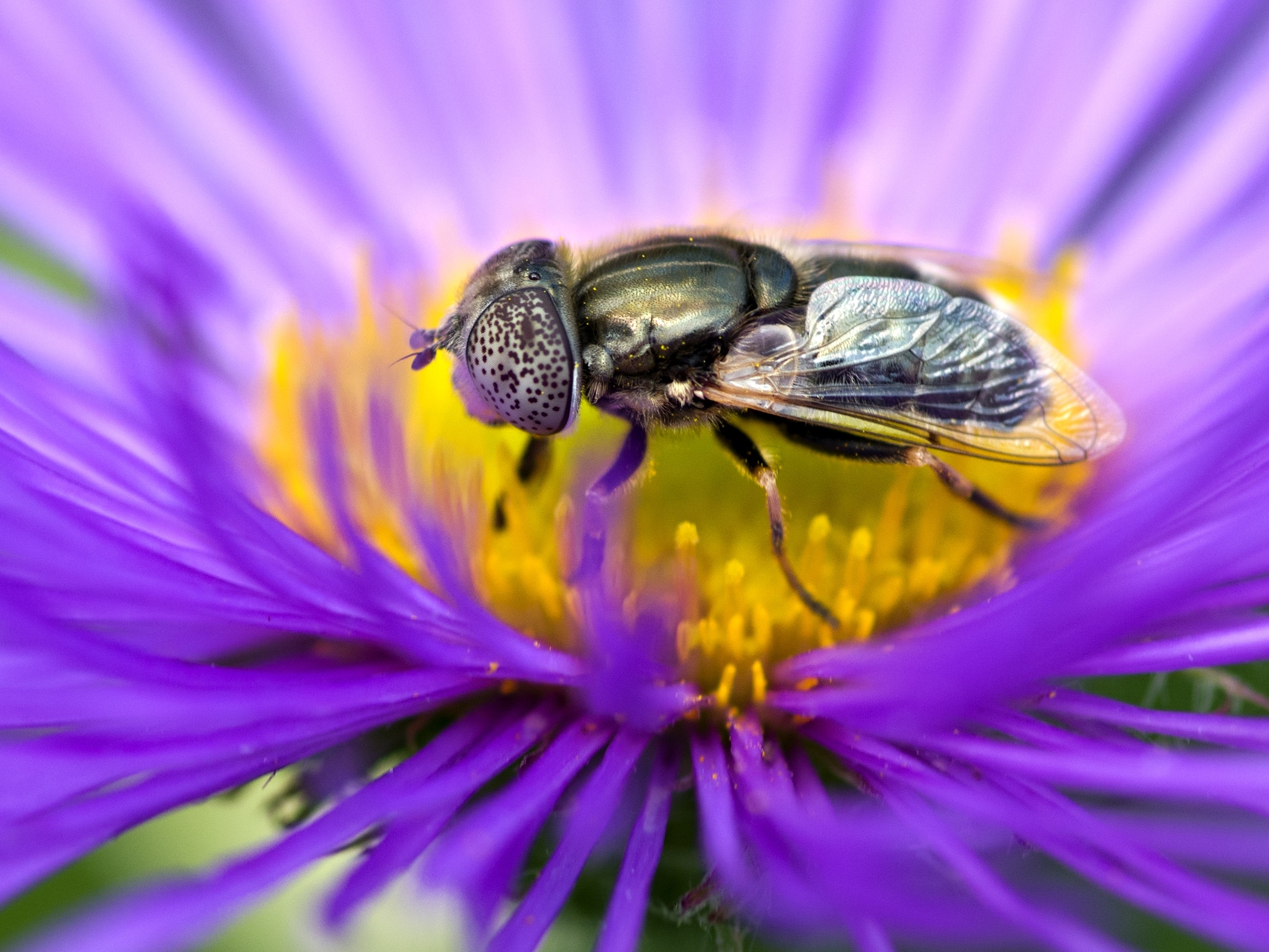 Téléchargez gratuitement l'image Animaux, Fleur, Macro, Fermer, Insecte, Ailes, Mouche, Fleur Mauve sur le bureau de votre PC