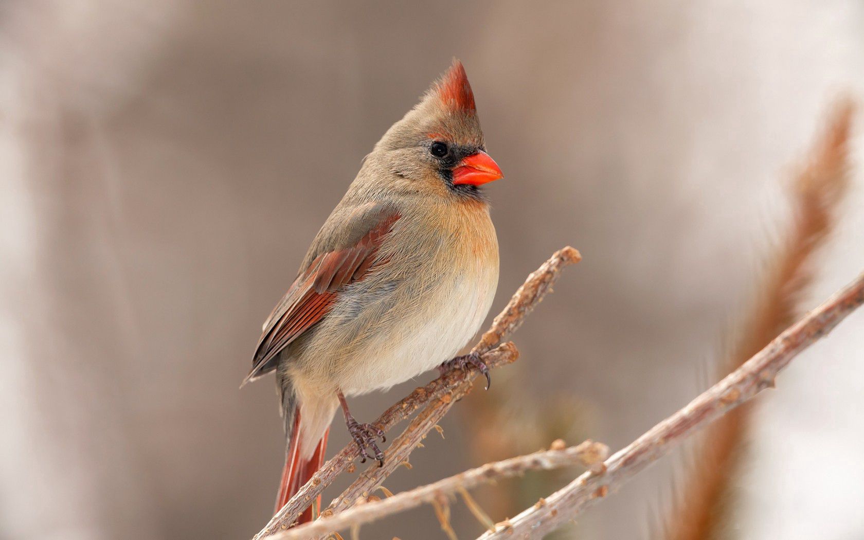 bird, animals, branch, cardinal desktop HD wallpaper