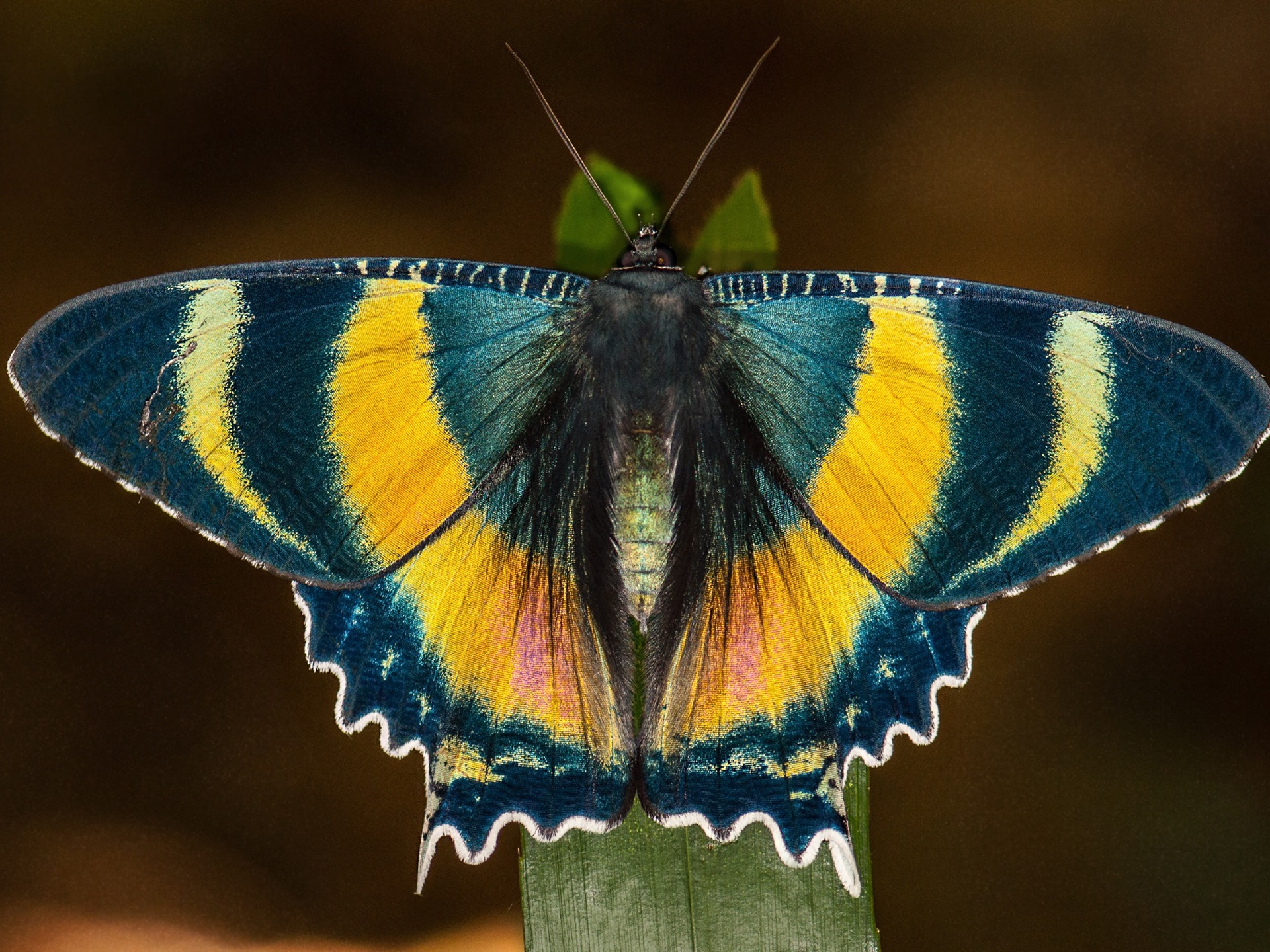 Free download wallpaper Butterfly, Animal, Colorful on your PC desktop