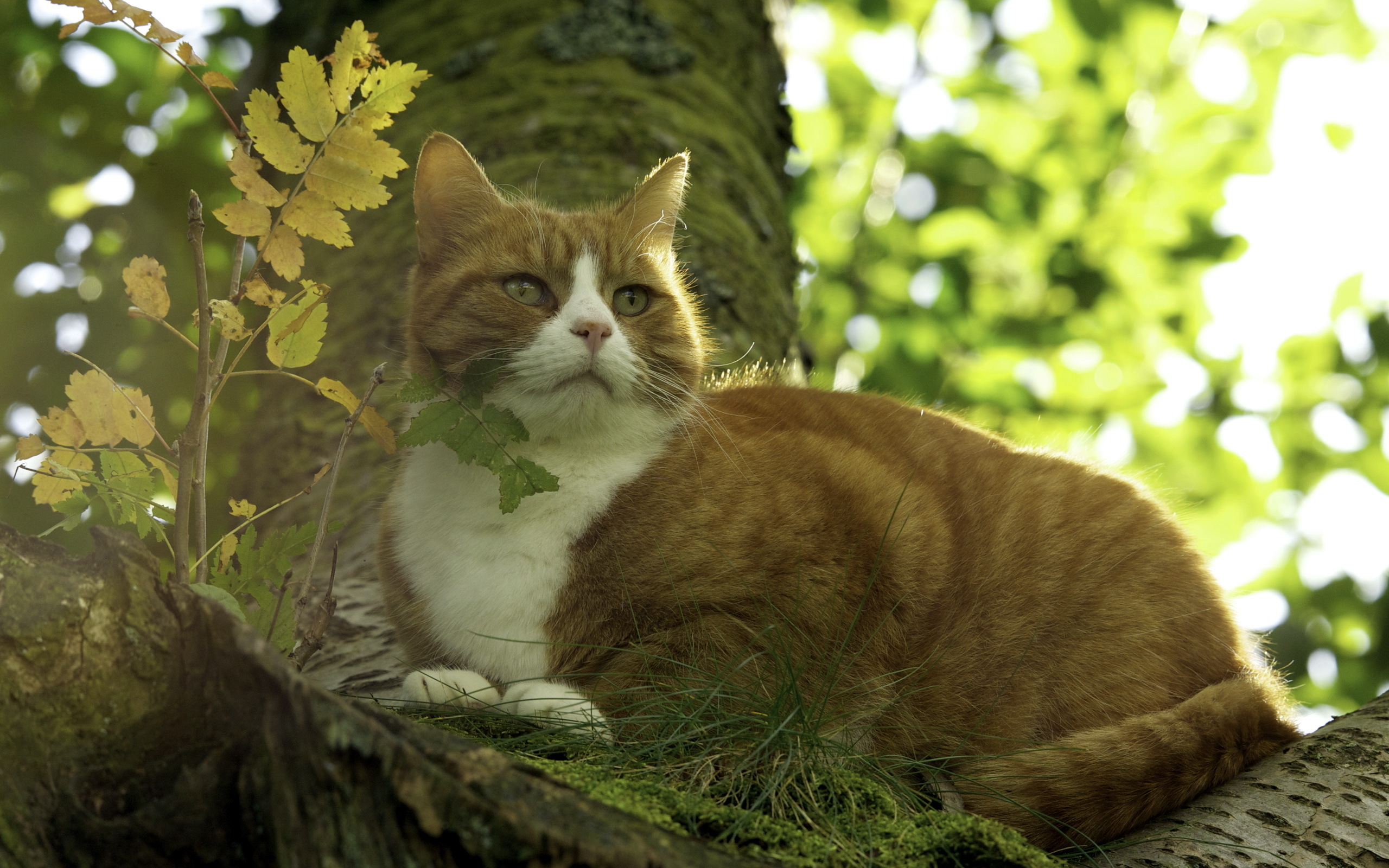 Handy-Wallpaper Katze, Katzen, Tiere kostenlos herunterladen.