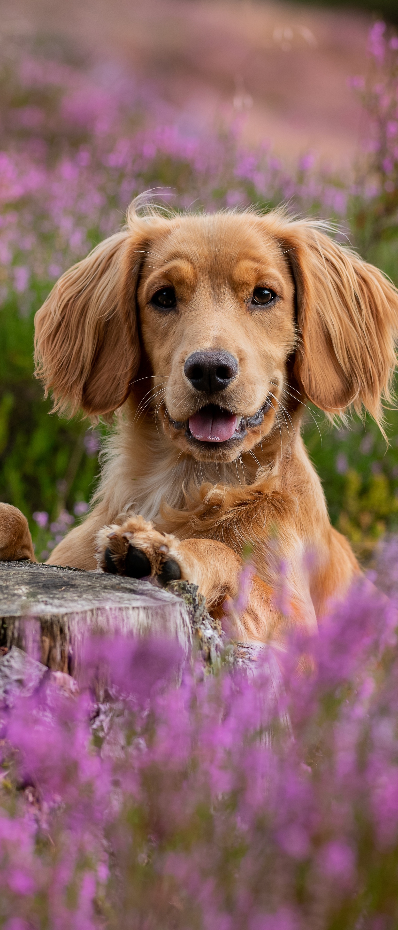 Download mobile wallpaper Dogs, Heather, Spaniel, Dog, Animal for free.