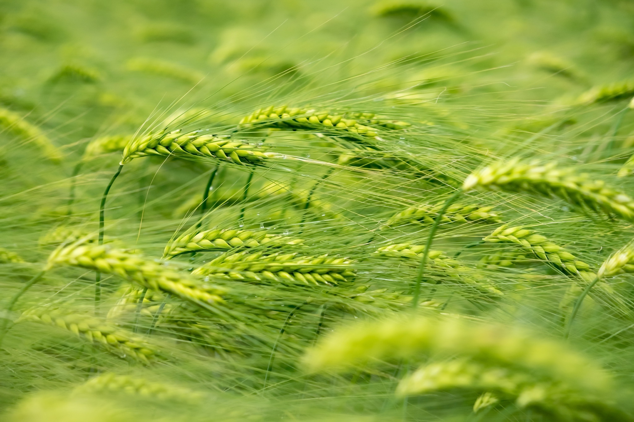 Free download wallpaper Nature, Summer, Wheat, Plant, Earth on your PC desktop
