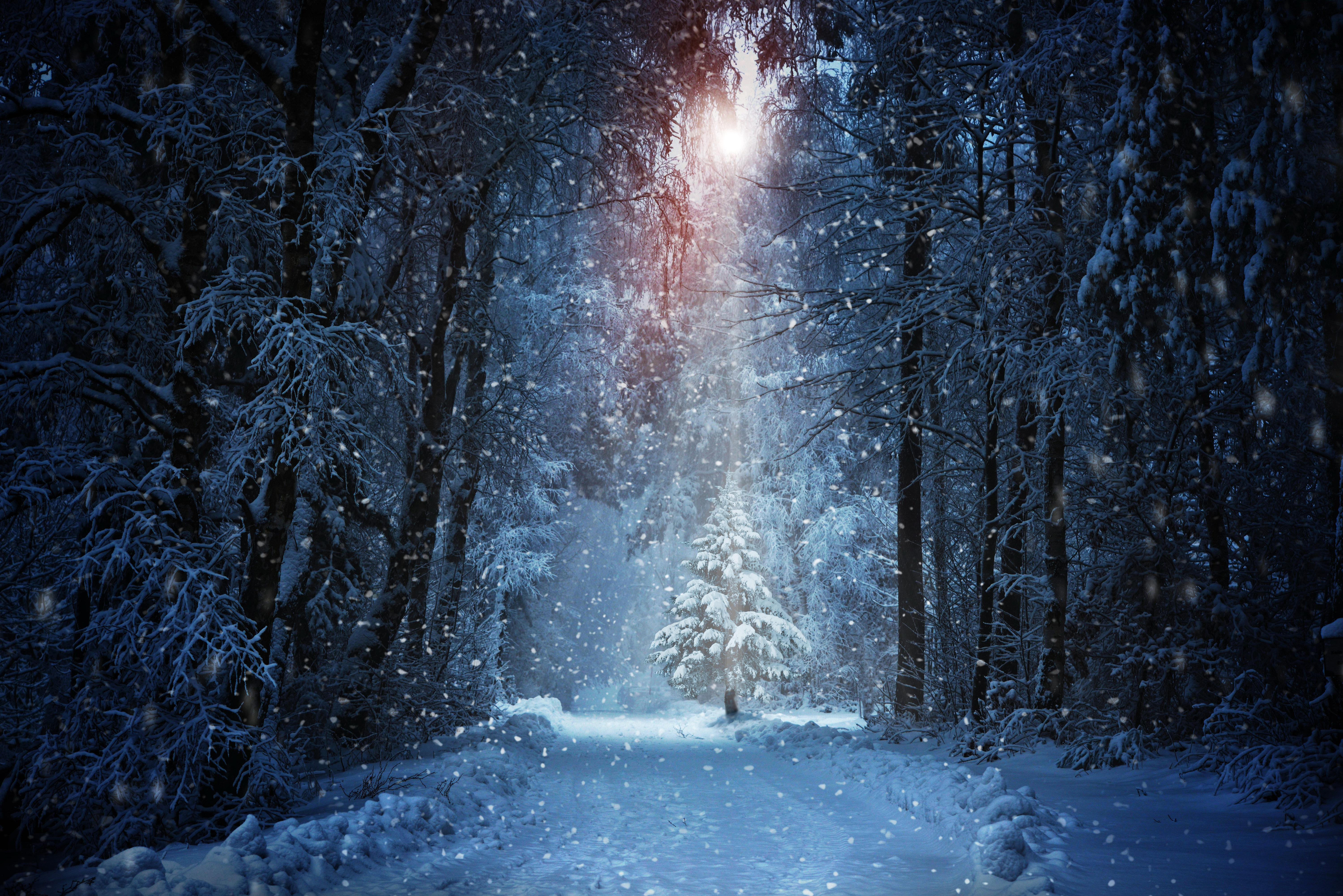 1537949 завантажити картинку зима, ліс, земля, сніг, снігопад, дерево - шпалери і заставки безкоштовно