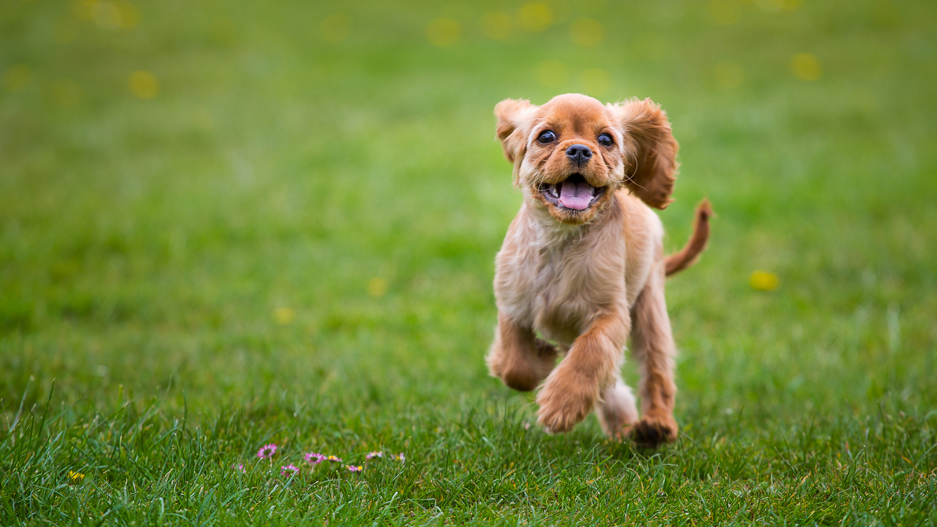 Free download wallpaper Dogs, Spaniel, Dog, Animal, Puppy on your PC desktop