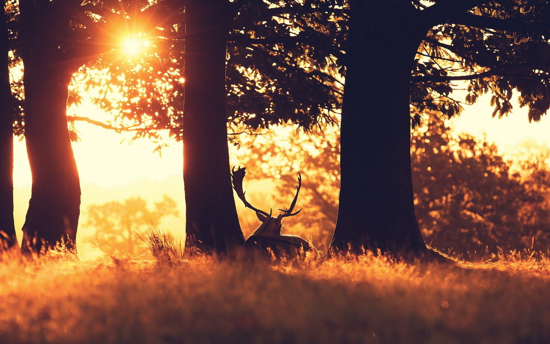Free download wallpaper Animal, Deer, Sunbeam on your PC desktop