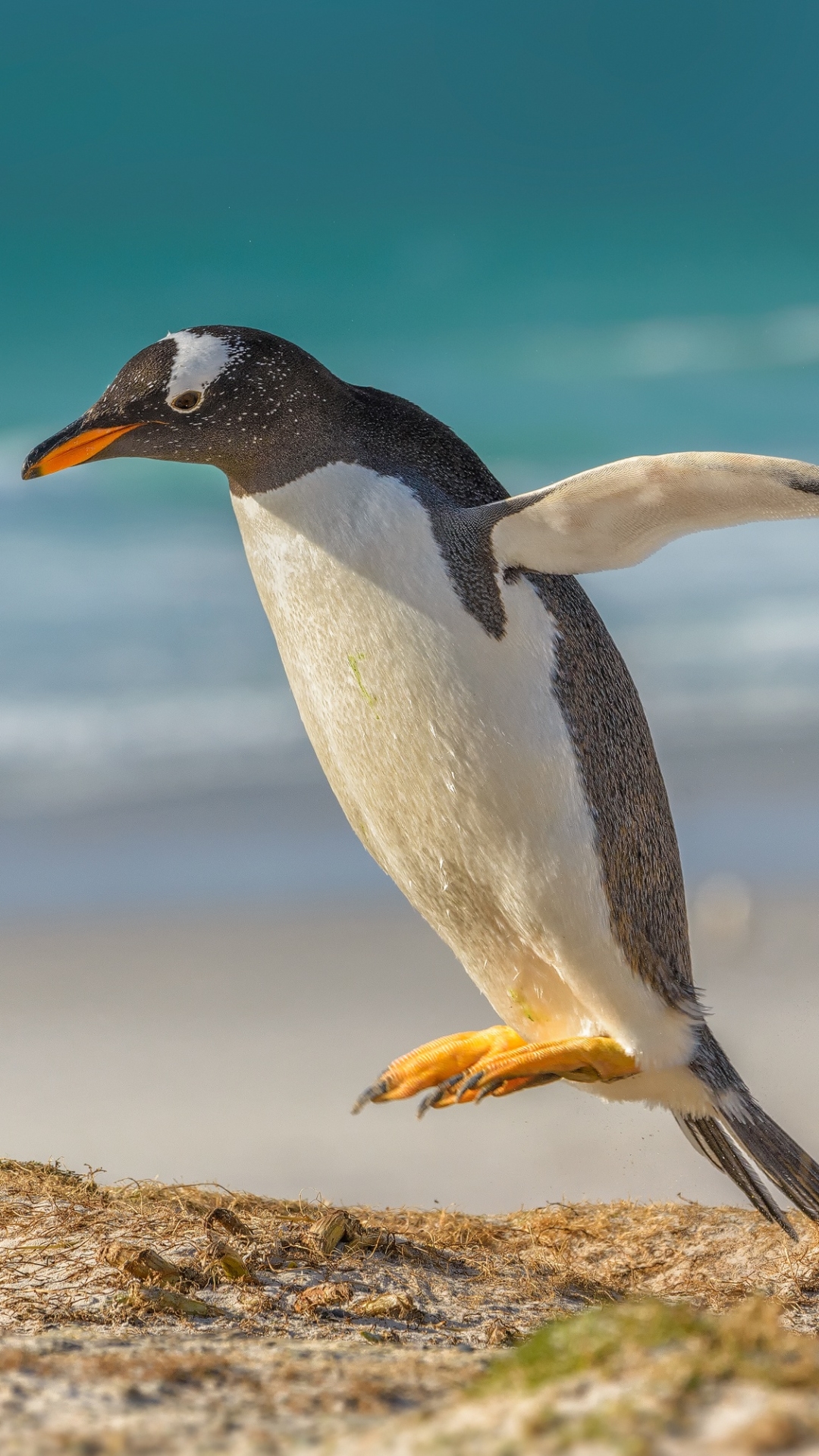 無料モバイル壁紙動物, 鳥, ペンギン, 被写界深度をダウンロードします。