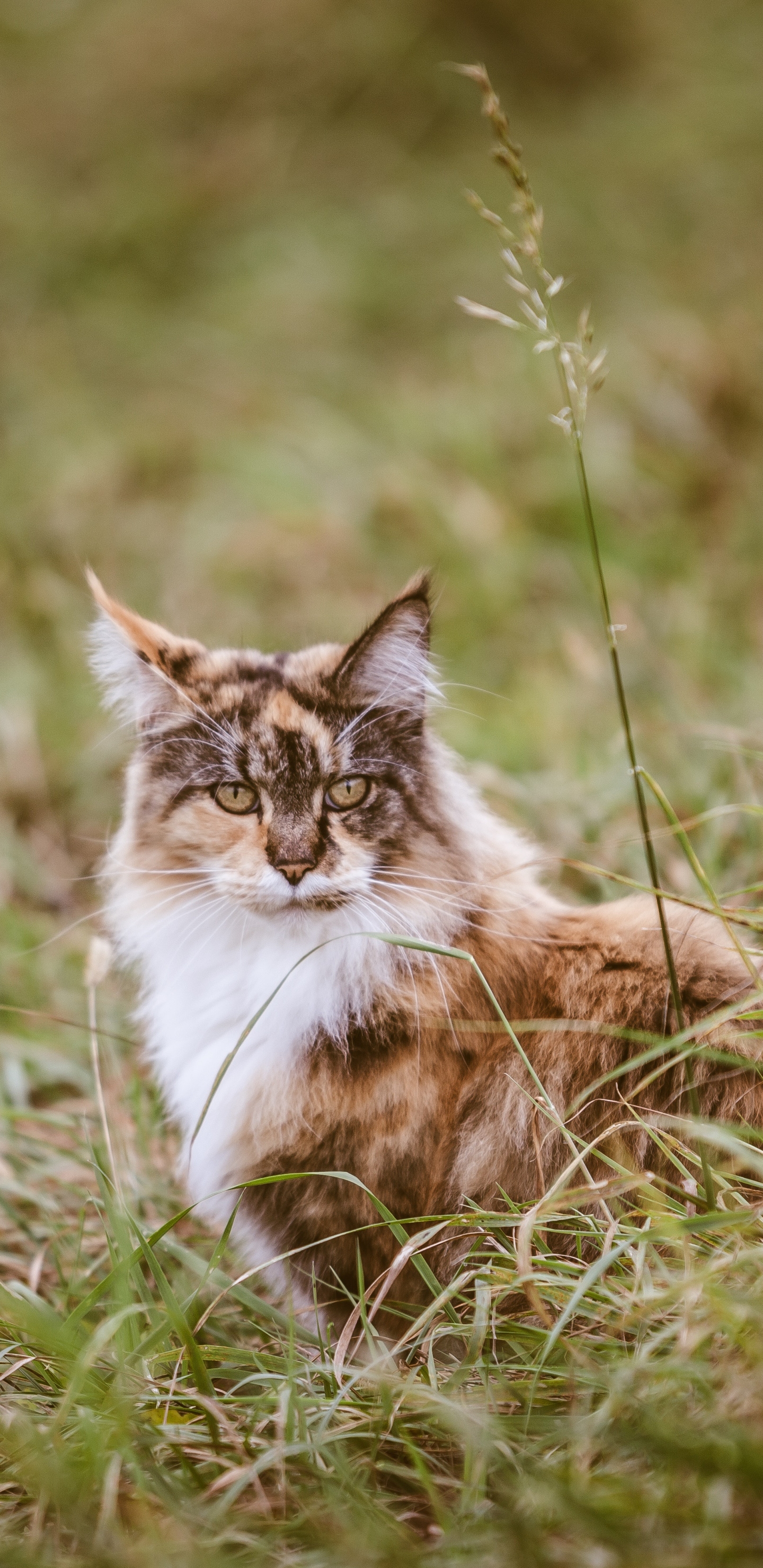 Baixar papel de parede para celular de Animais, Gatos, Gato gratuito.