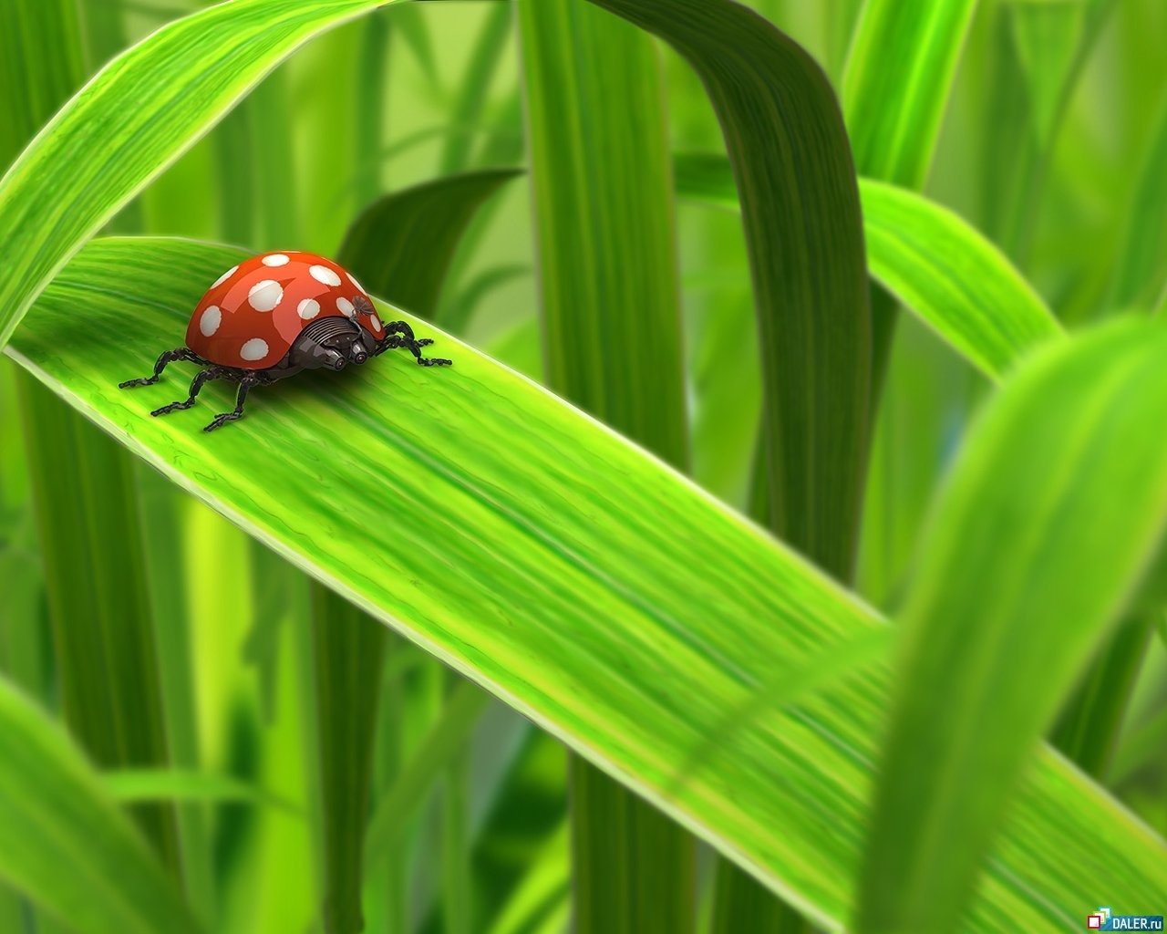 grass, insects, art, ladybugs, green 8K