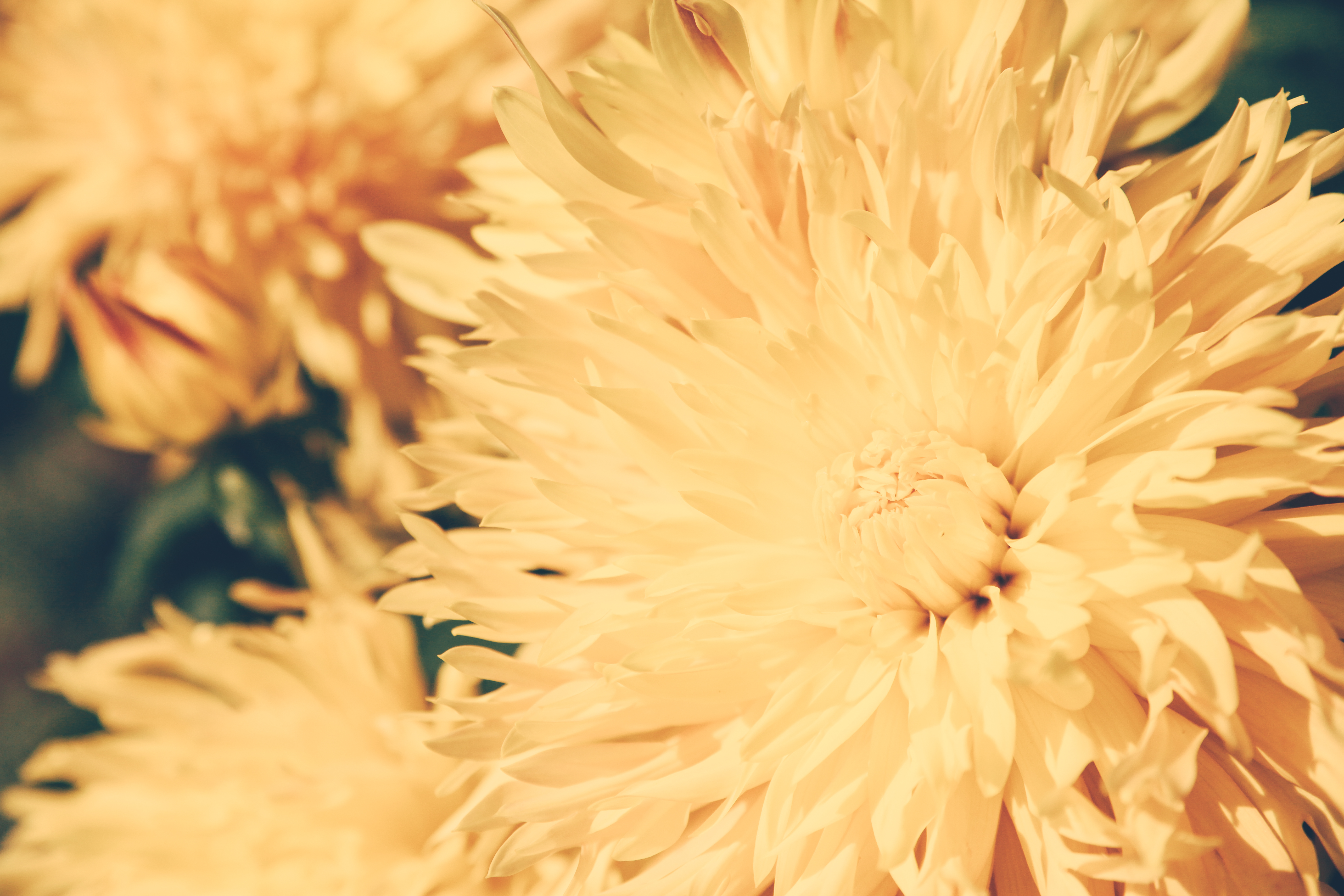 Download mobile wallpaper Petals, Flowers, Flower, Chrysanthemum, Light, Light Coloured for free.