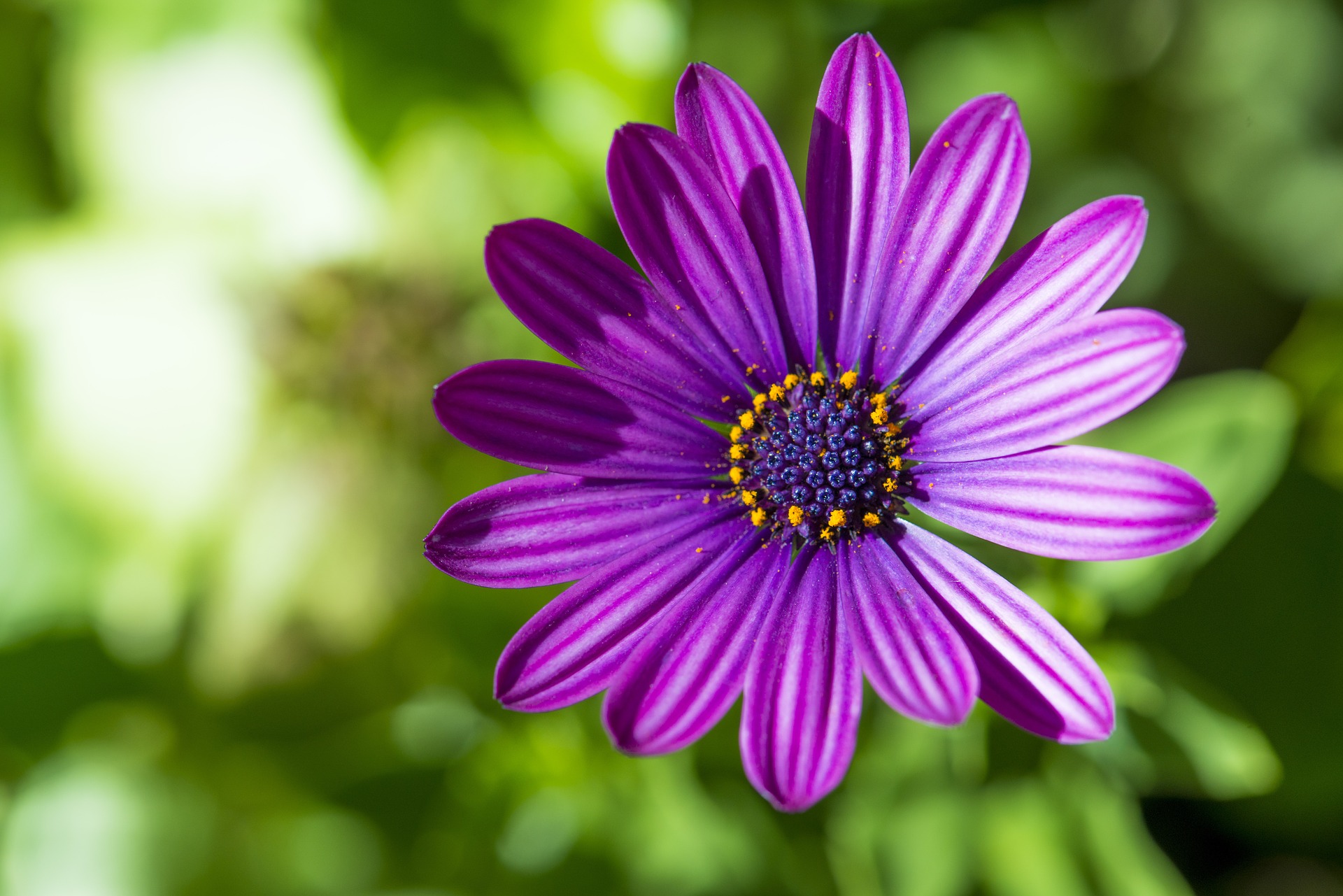 Free download wallpaper Nature, Flower, Close Up, Earth, Daisy, African Daisy, Purple Flower on your PC desktop