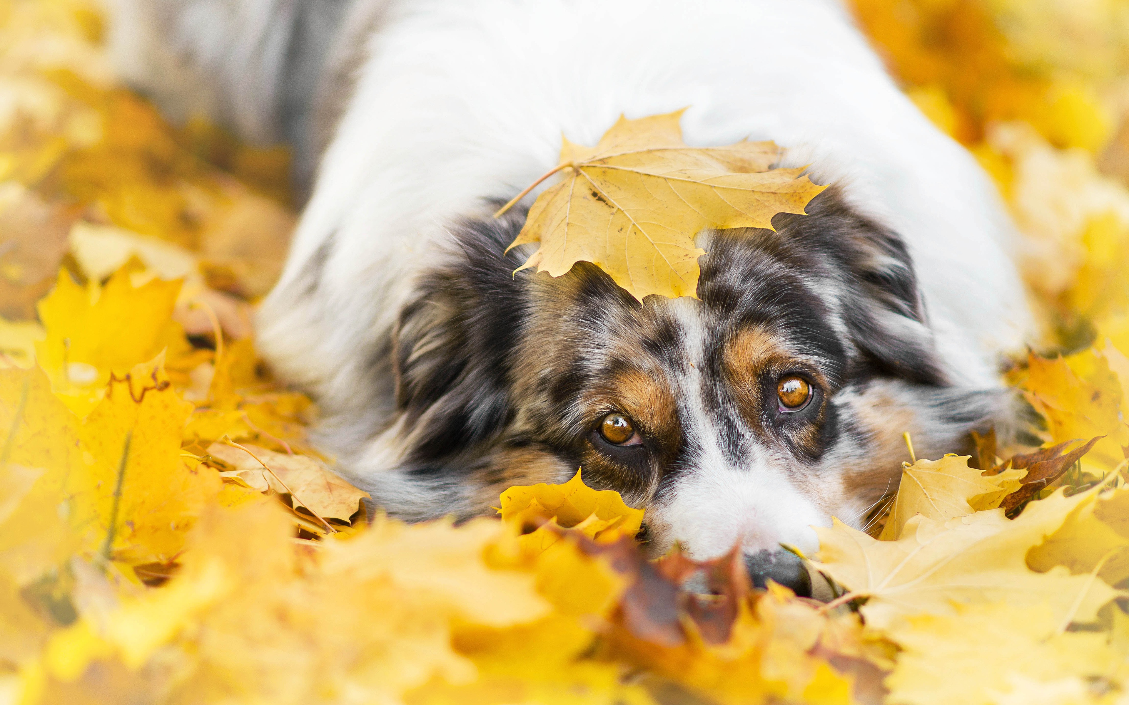 Free download wallpaper Dogs, Dog, Leaf, Fall, Animal, Australian Shepherd on your PC desktop