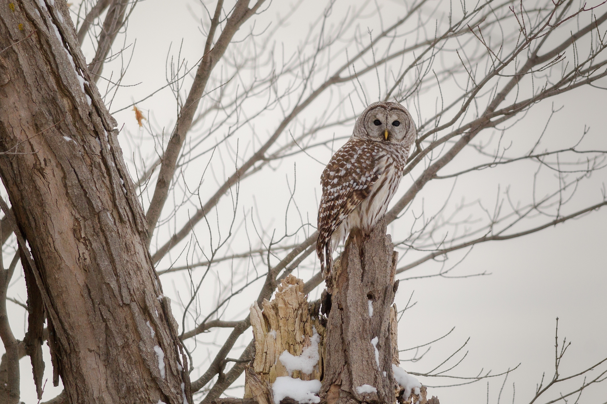 Download mobile wallpaper Owl, Tree, Wood, Animals, Forest, Winter for free.