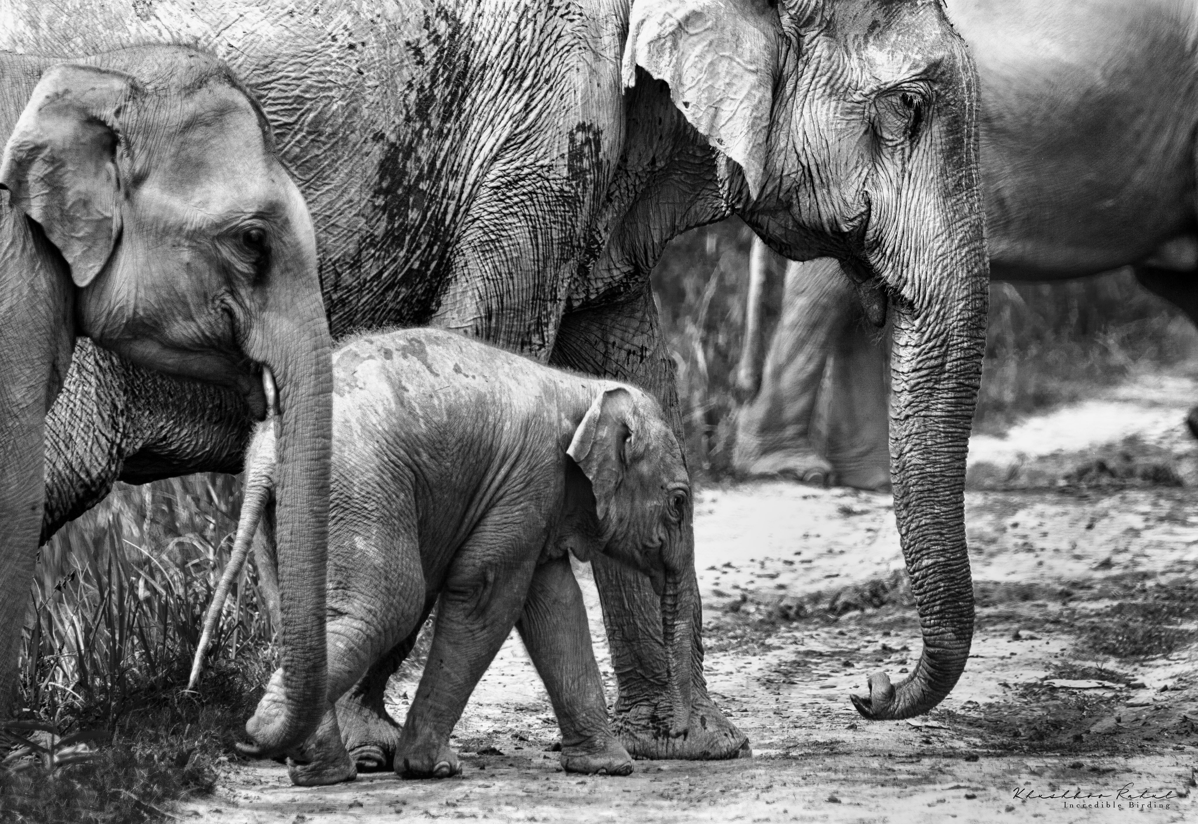 Скачать обои бесплатно Животные, Слоны, Чёрно Белое, Азиатский Слон картинка на рабочий стол ПК