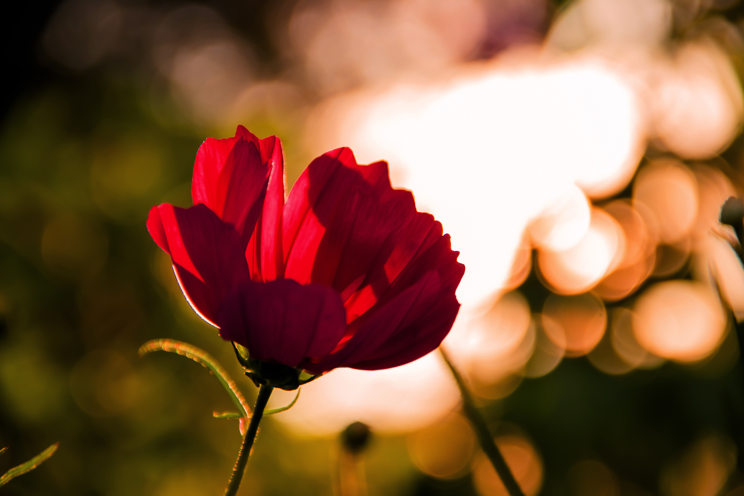 Téléchargez gratuitement l'image Fleurs, Fleur, Terre/nature sur le bureau de votre PC