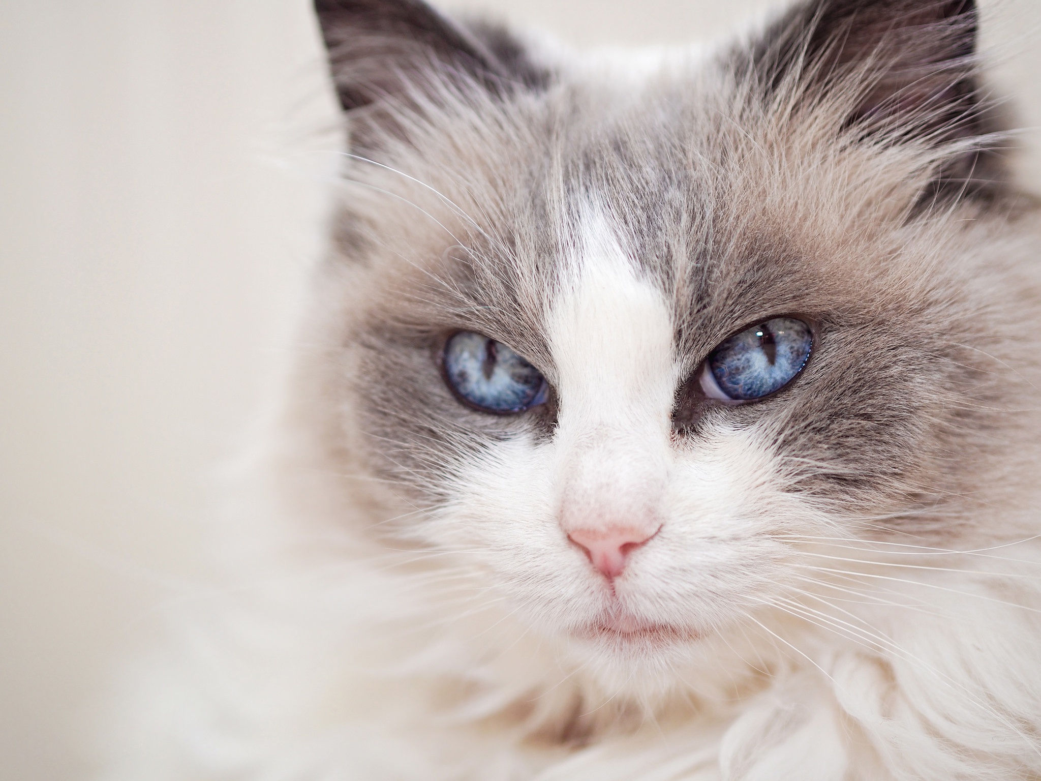 Download mobile wallpaper Cats, Cat, Close Up, Animal, Blue Eyes, Stare for free.