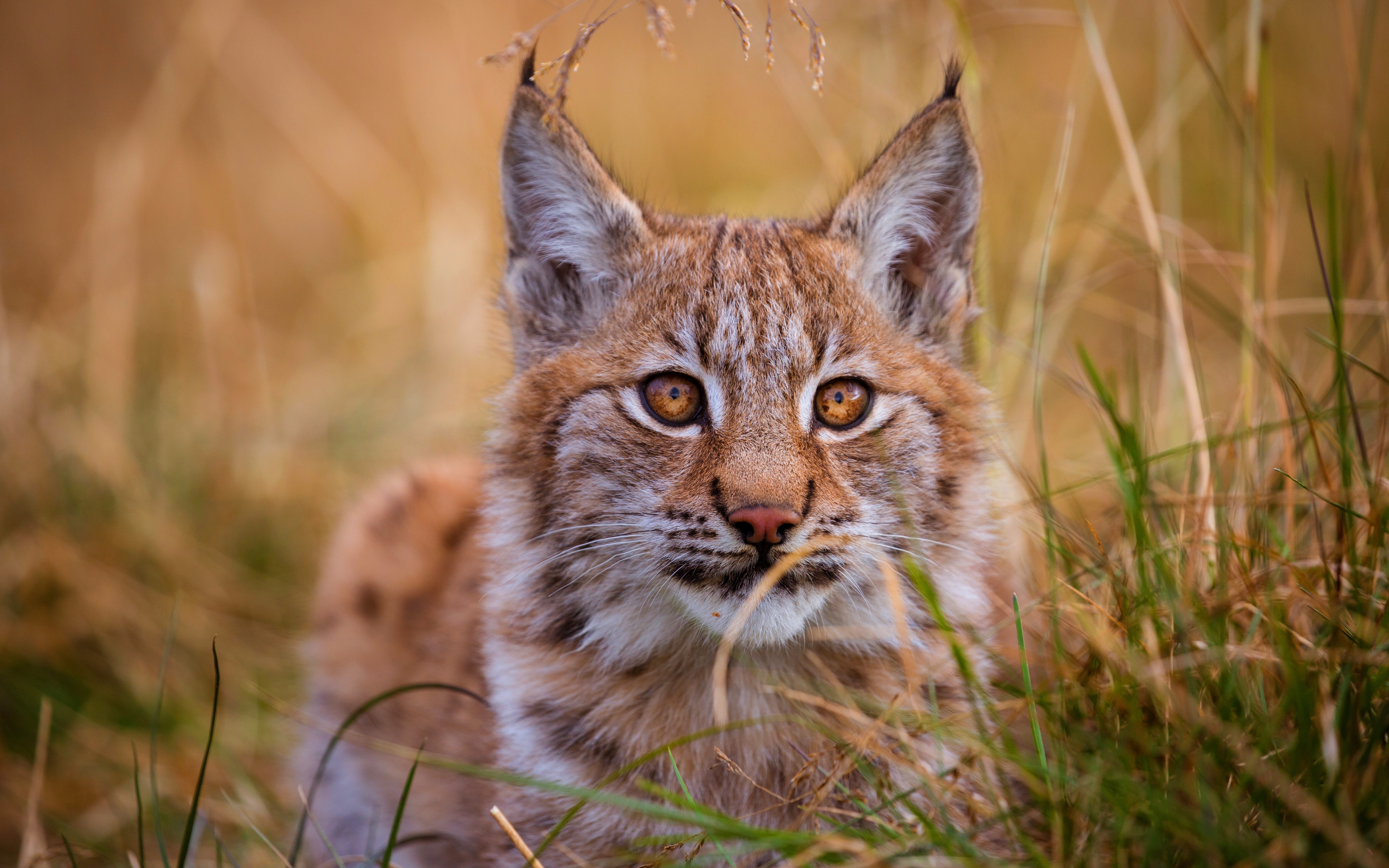 Handy-Wallpaper Tiere, Katzen, Luchs kostenlos herunterladen.