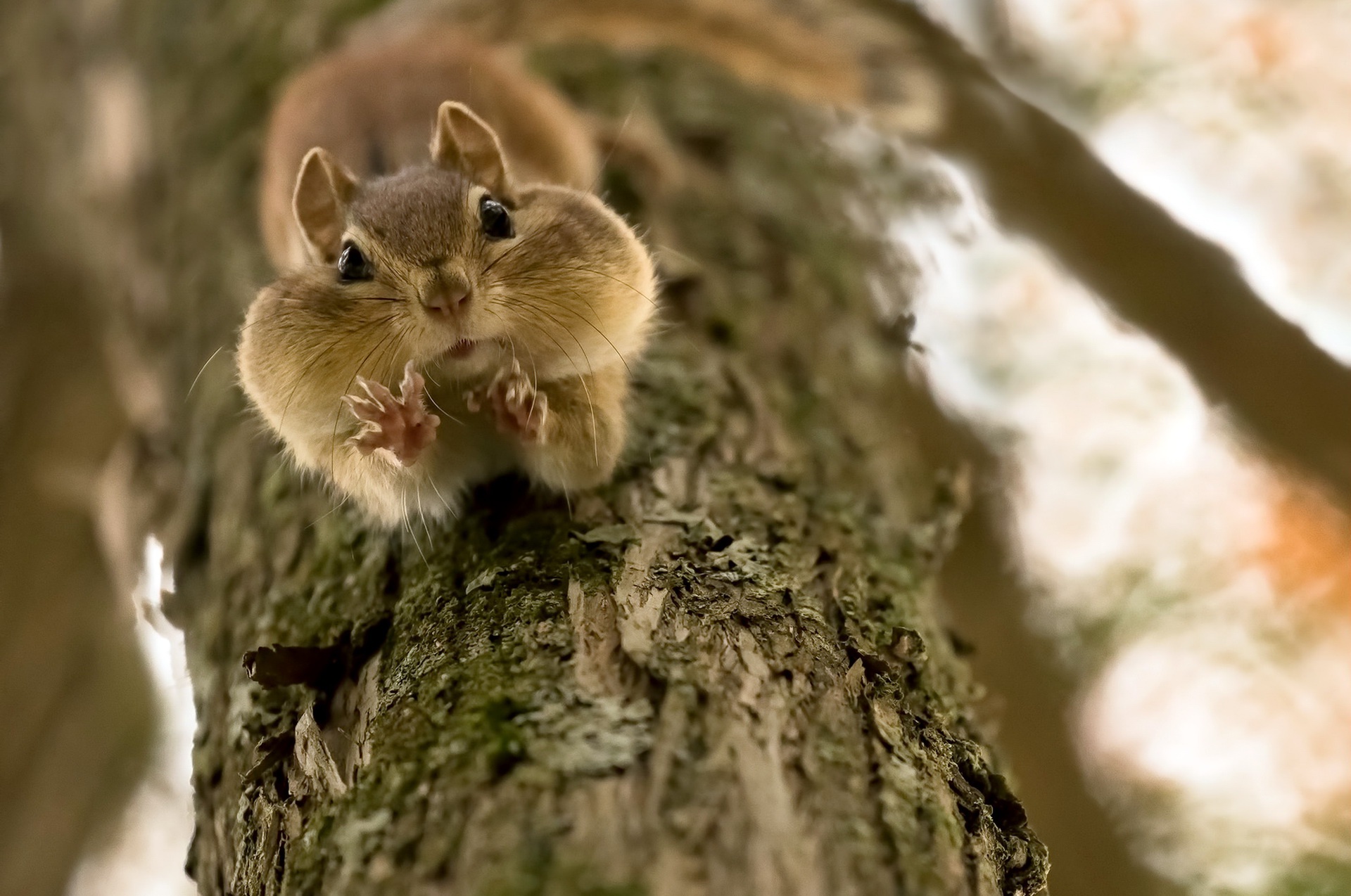blur, animal, squirrel, close up, rodent