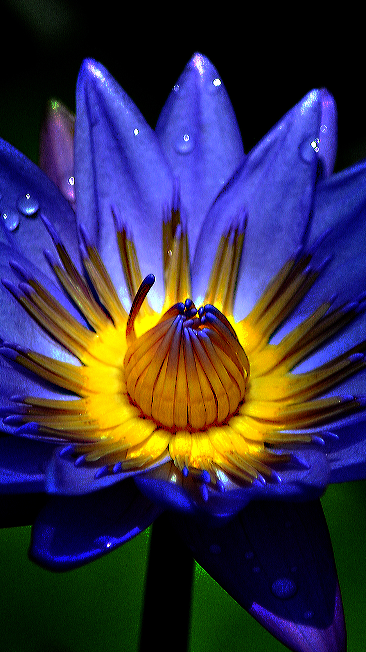 Download mobile wallpaper Flowers, Flower, Macro, Earth, Water Lily, Raindrops, Water Drop for free.