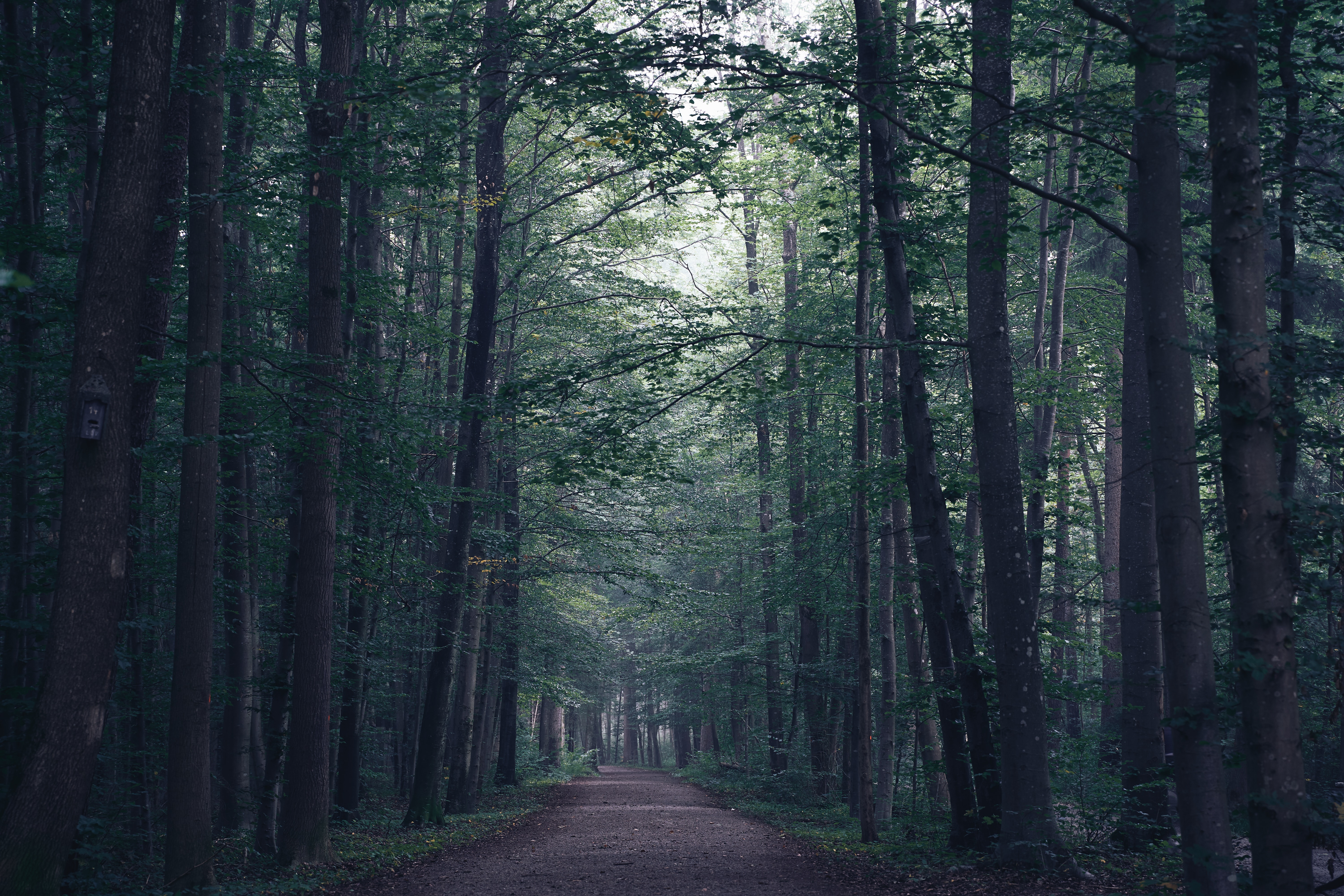 Download mobile wallpaper Fog, Trees, Forest, Path, Nature for free.
