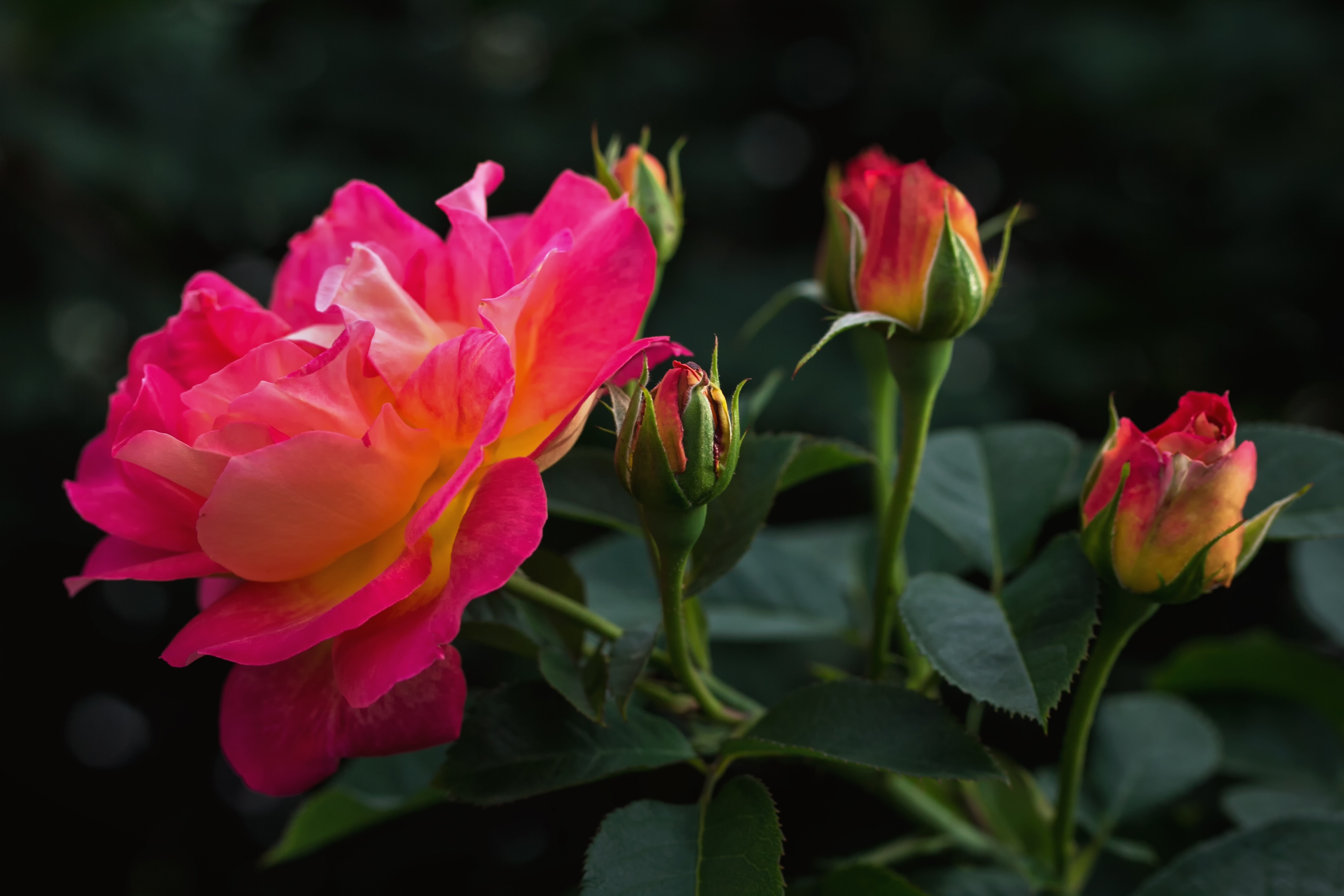 無料モバイル壁紙自然, フラワーズ, 花, 薔薇, つぼみ, 地球, ピンクのバラをダウンロードします。