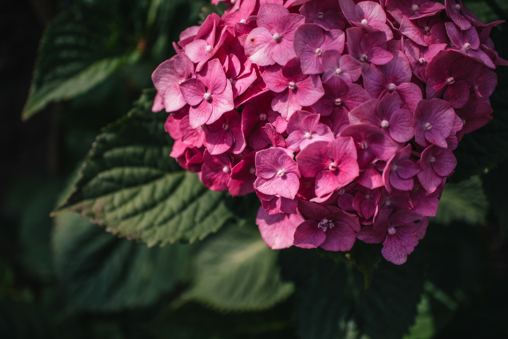 Laden Sie das Makro, Hortensien, Erde/natur-Bild kostenlos auf Ihren PC-Desktop herunter