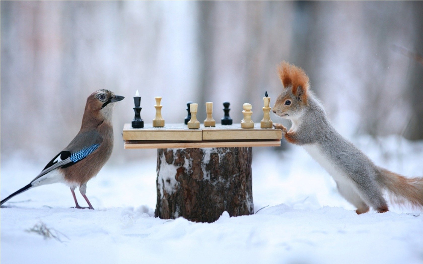 Download mobile wallpaper Squirrel, Chess, Bird, Animal, Humor for free.