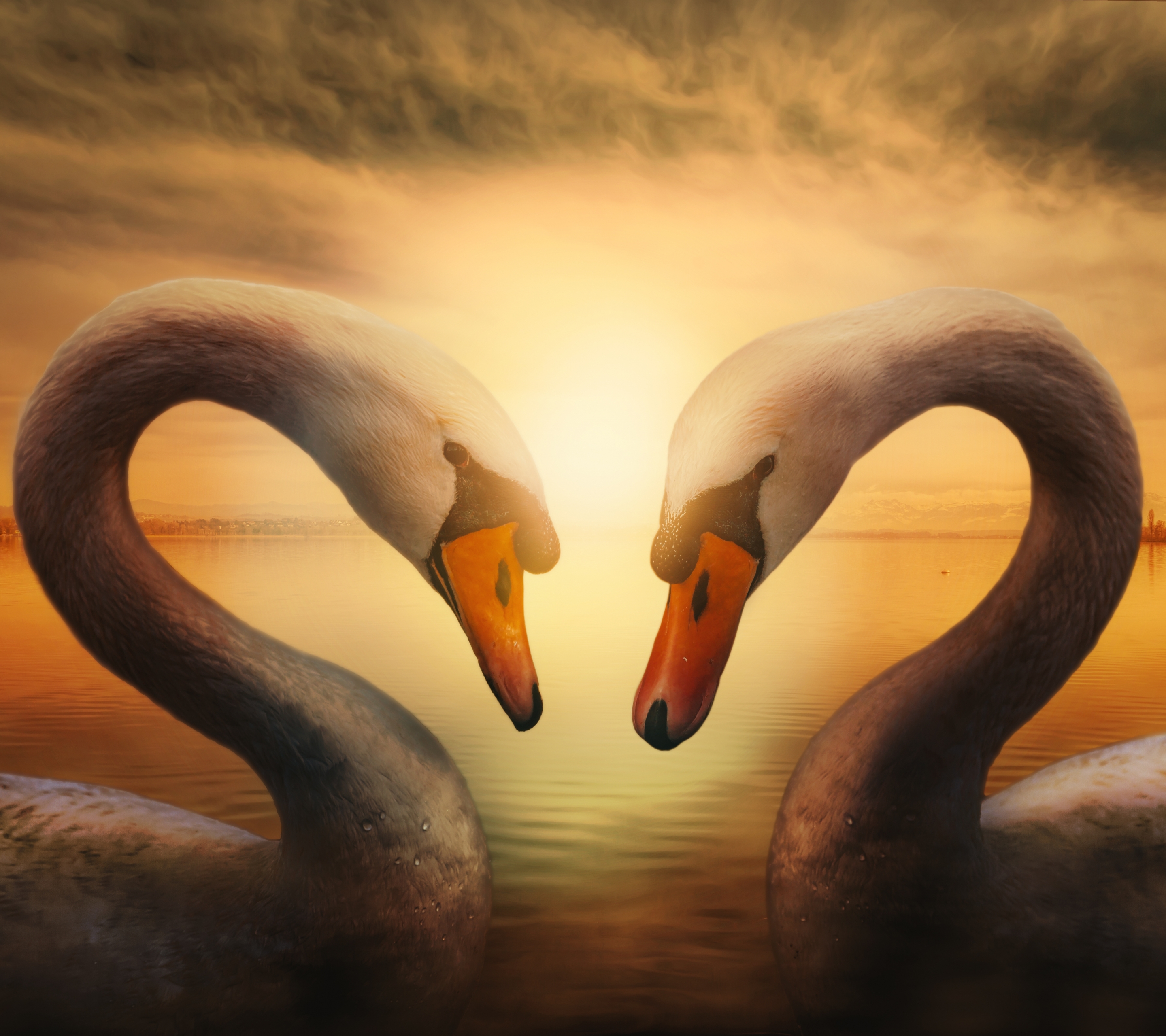 Download mobile wallpaper Birds, Love, Couple, Animal, Swan, Spring, Mute Swan for free.