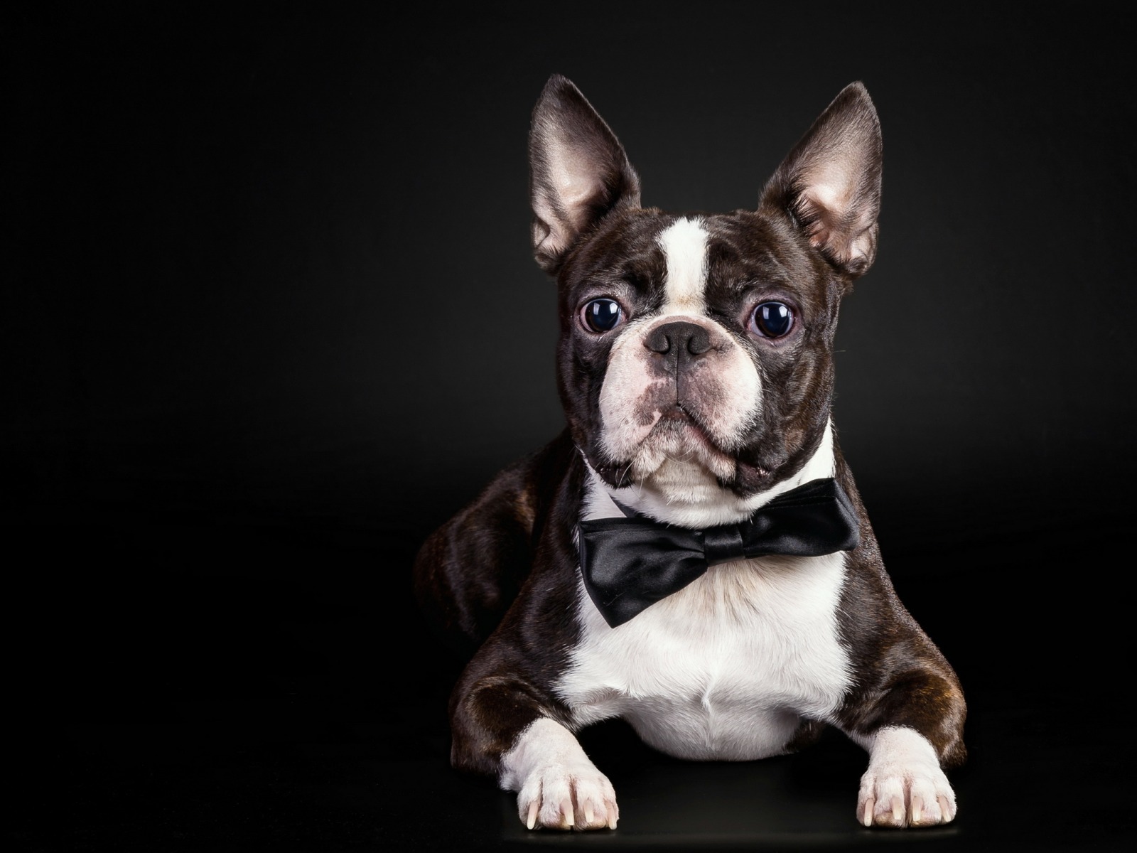Free download wallpaper French Bulldog, Dogs, Animal on your PC desktop