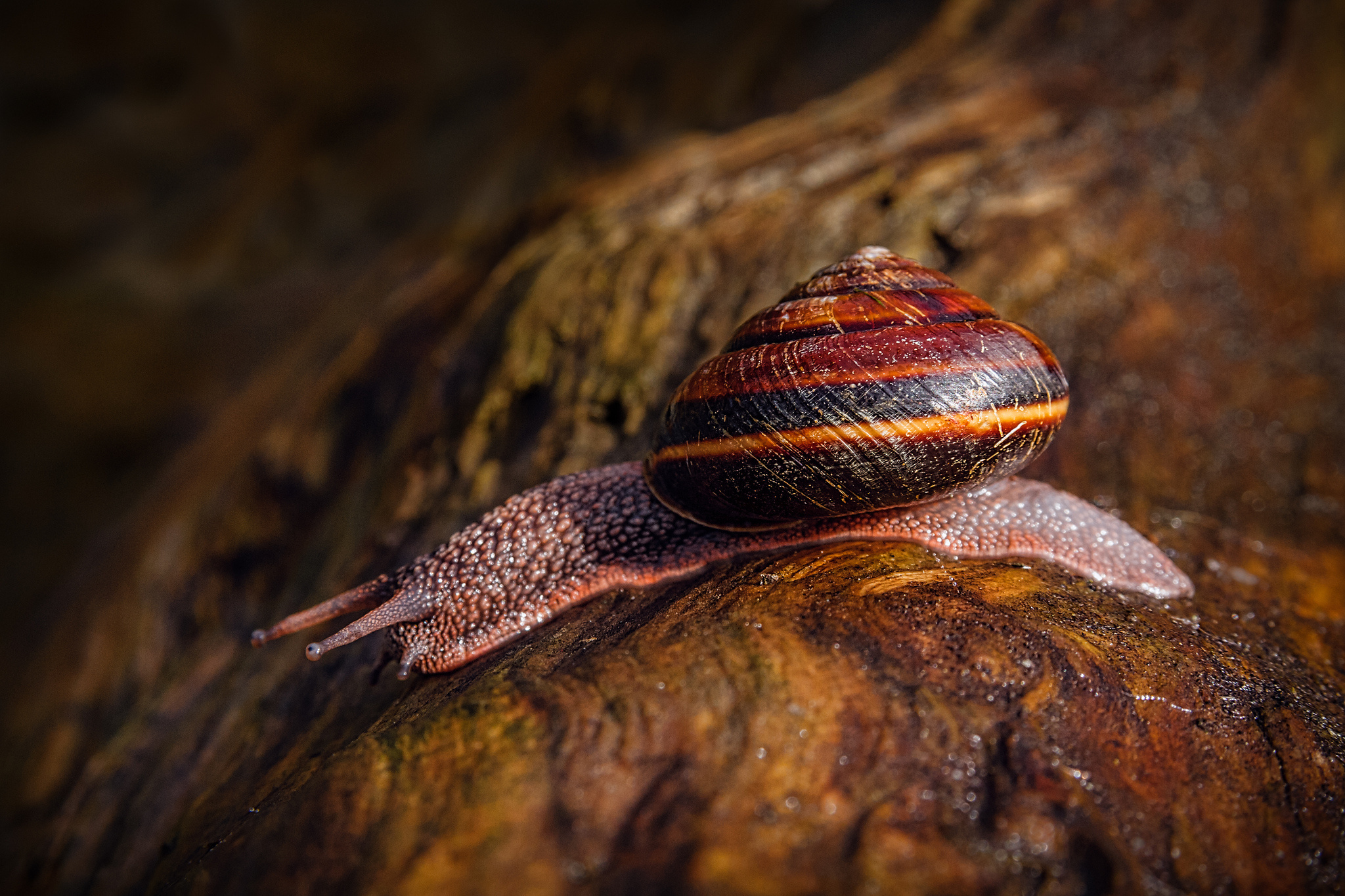 Free download wallpaper Animal, Snail, Creature, Shell on your PC desktop