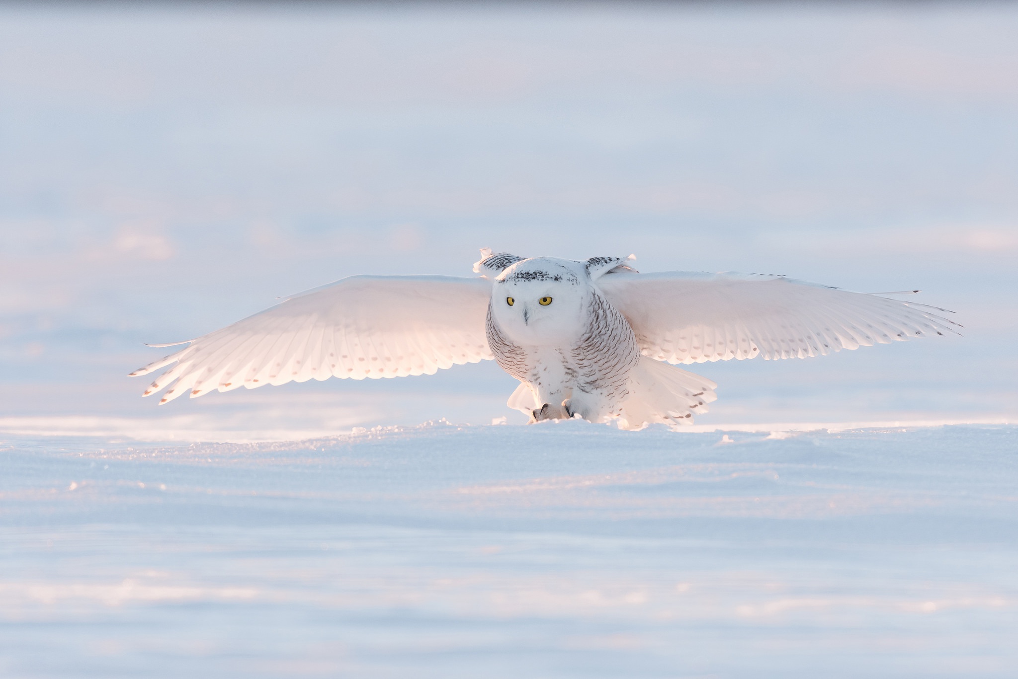 Download mobile wallpaper Birds, Owl, Snow, Bird, Animal, Snowy Owl for free.