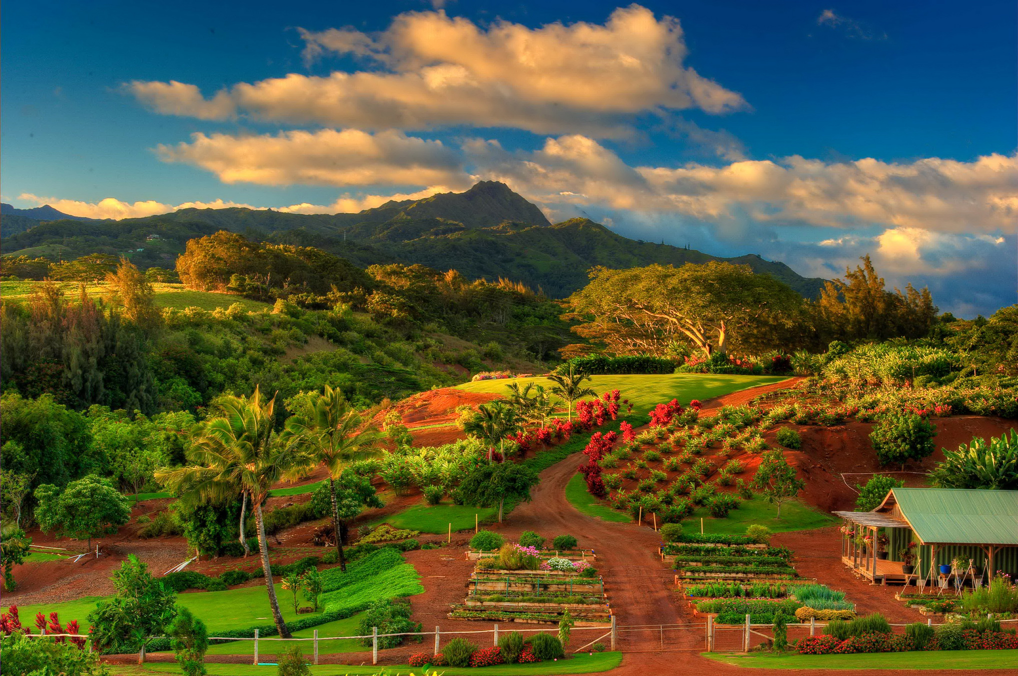 Laden Sie das Landschaft, Herbst, Baum, Erde, Feld, Hawaii, Fotografie-Bild kostenlos auf Ihren PC-Desktop herunter