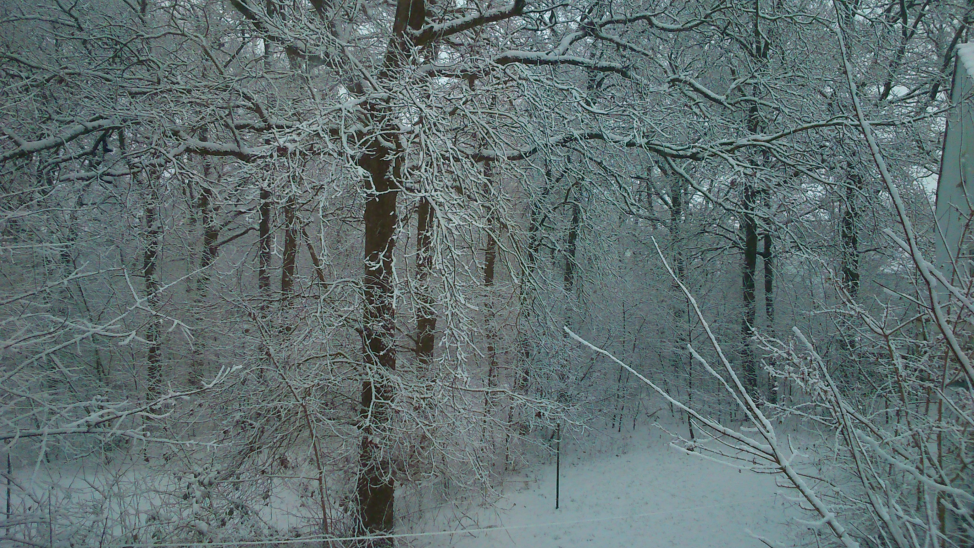 Скачать картинку Зима, Снег, Лес, Земля/природа в телефон бесплатно.