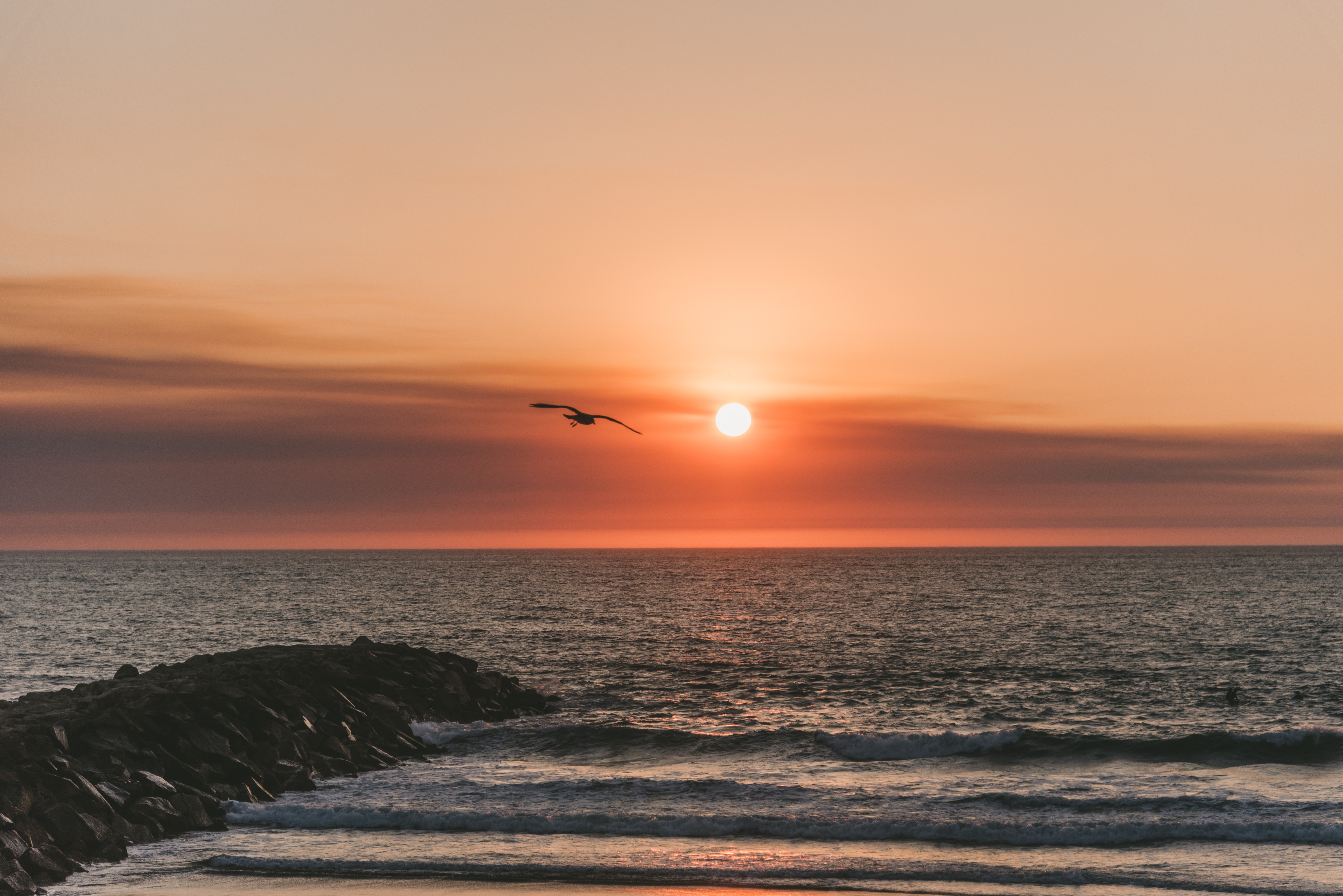 bird, sea, nature, sunset, flight Free Stock Photo