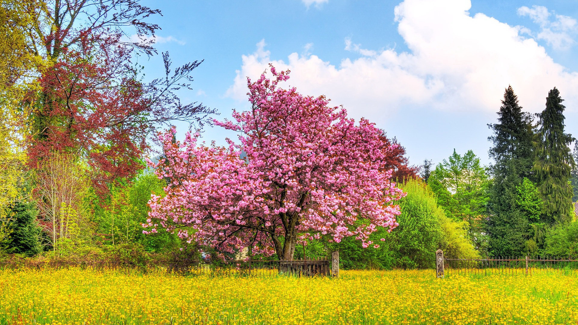 Free download wallpaper Landscape, Flowers, Trees, Grass on your PC desktop