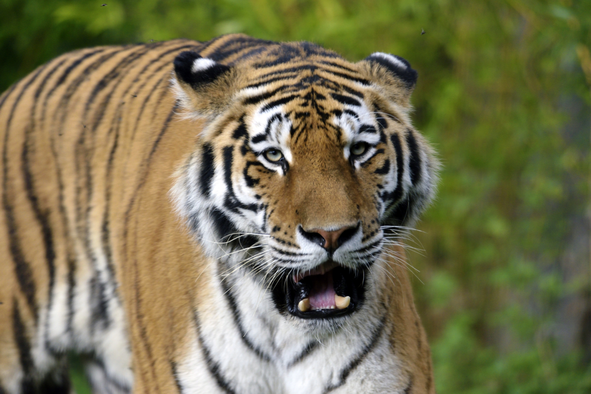 Téléchargez gratuitement l'image Animaux, Chats, Tigre sur le bureau de votre PC