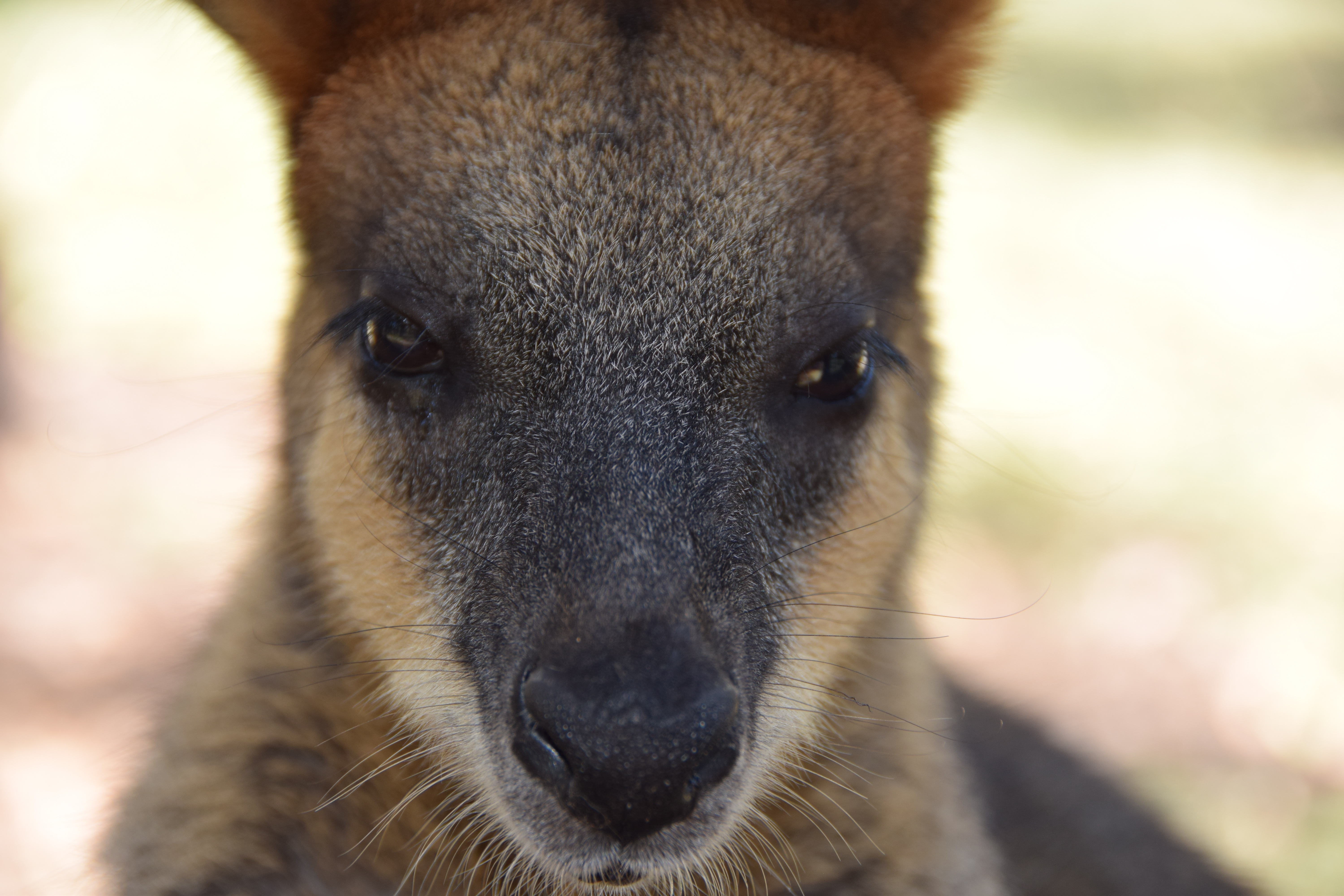 Free download wallpaper Animals, Muzzle, Nose, Kangaroo, Eyes on your PC desktop