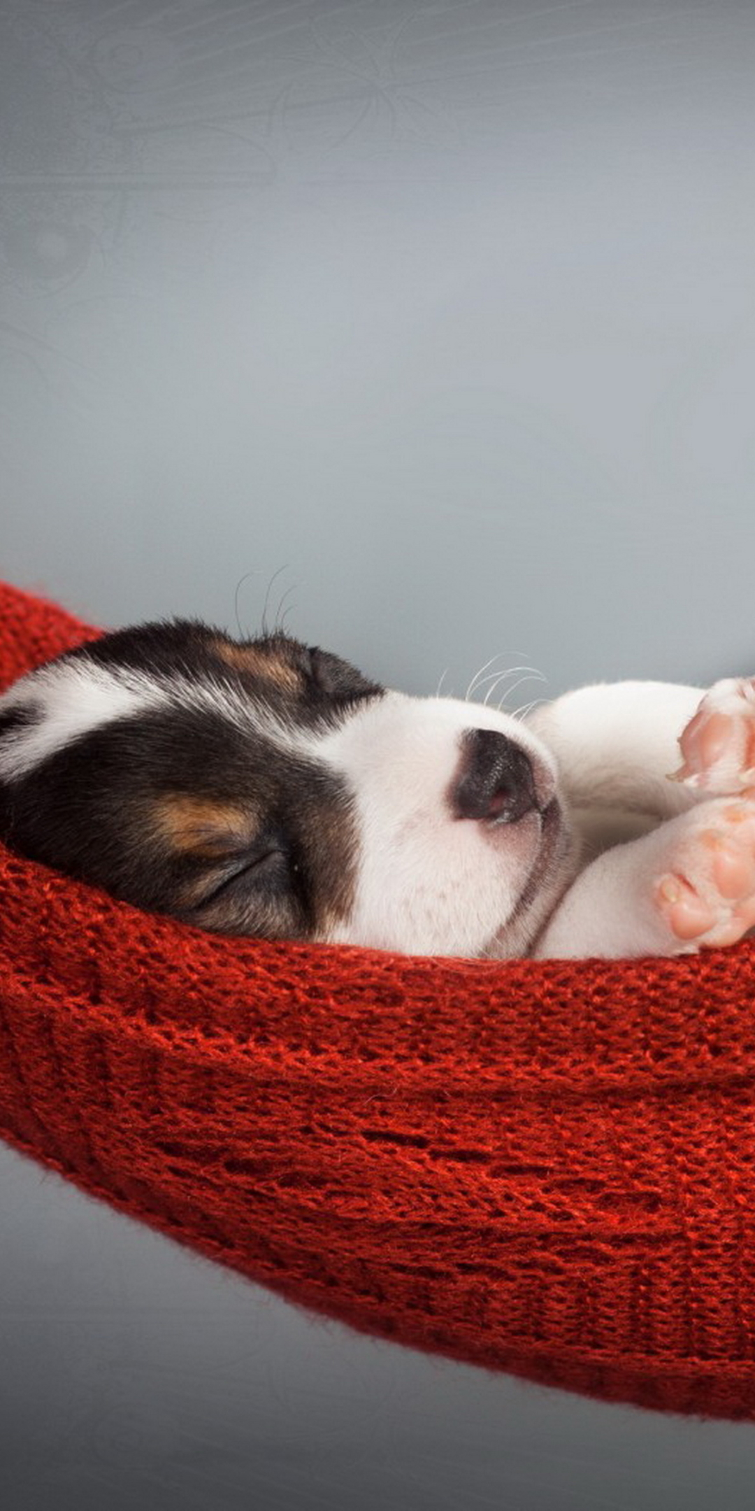 無料モバイル壁紙動物, 犬, 子犬をダウンロードします。