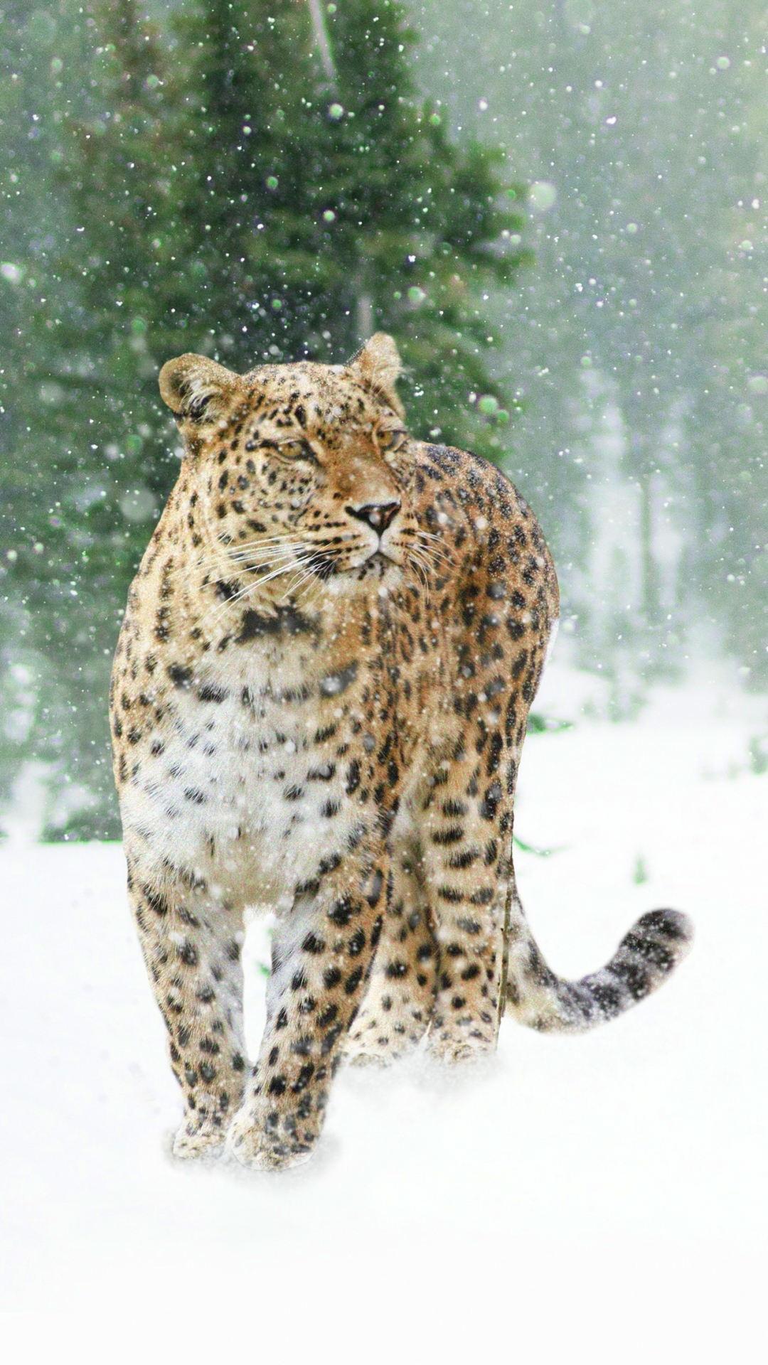 Handy-Wallpaper Tiere, Winter, Katzen, Leopard, Schneefall kostenlos herunterladen.