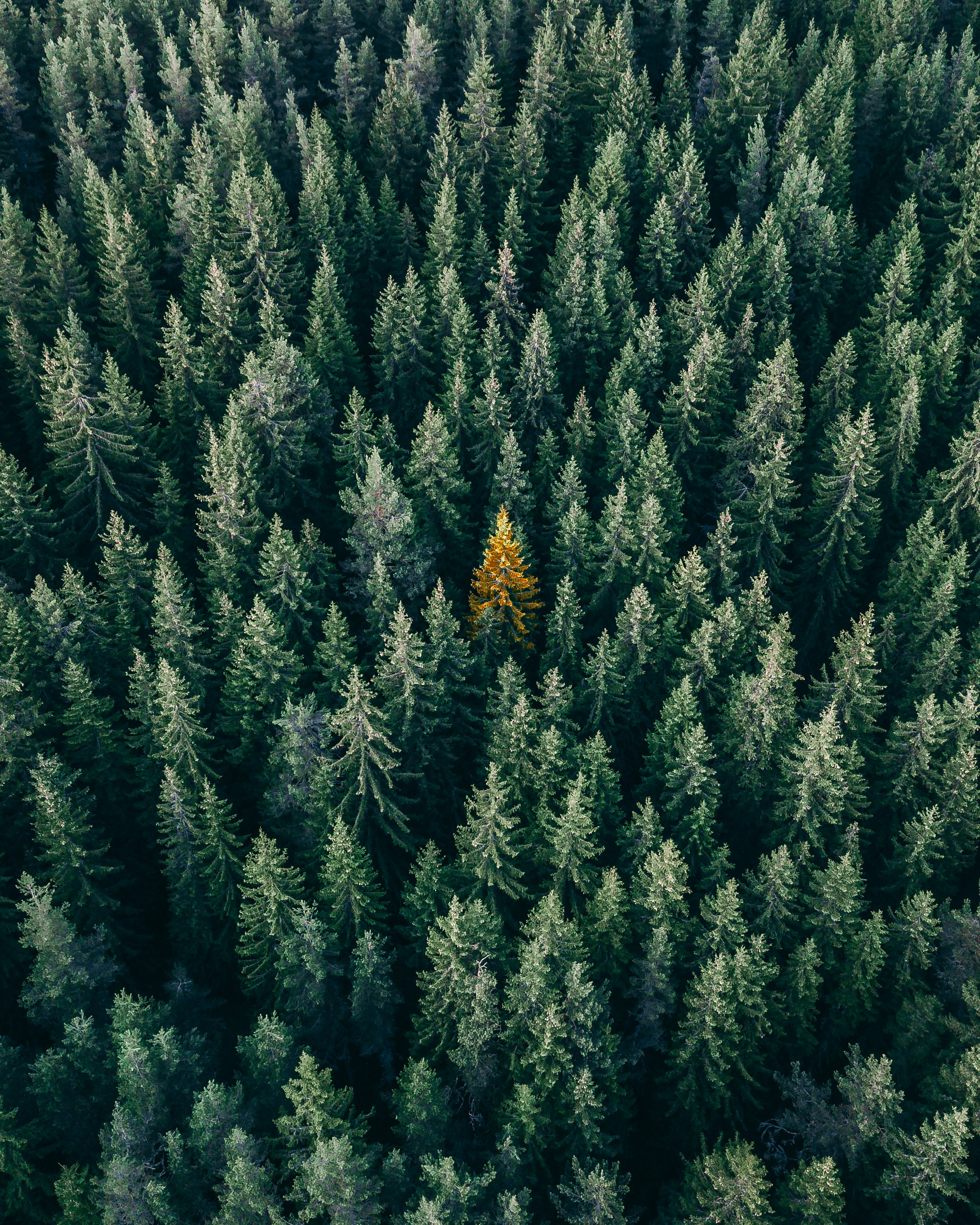 nature, trees, view from above, top, coniferous, forest, tops